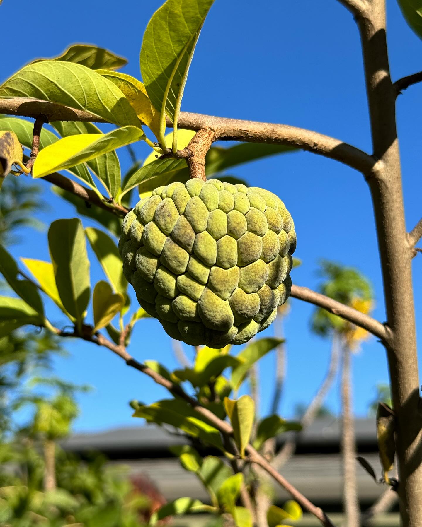 Annona squamosa - 1 fresh seed / 1 frischer Samen