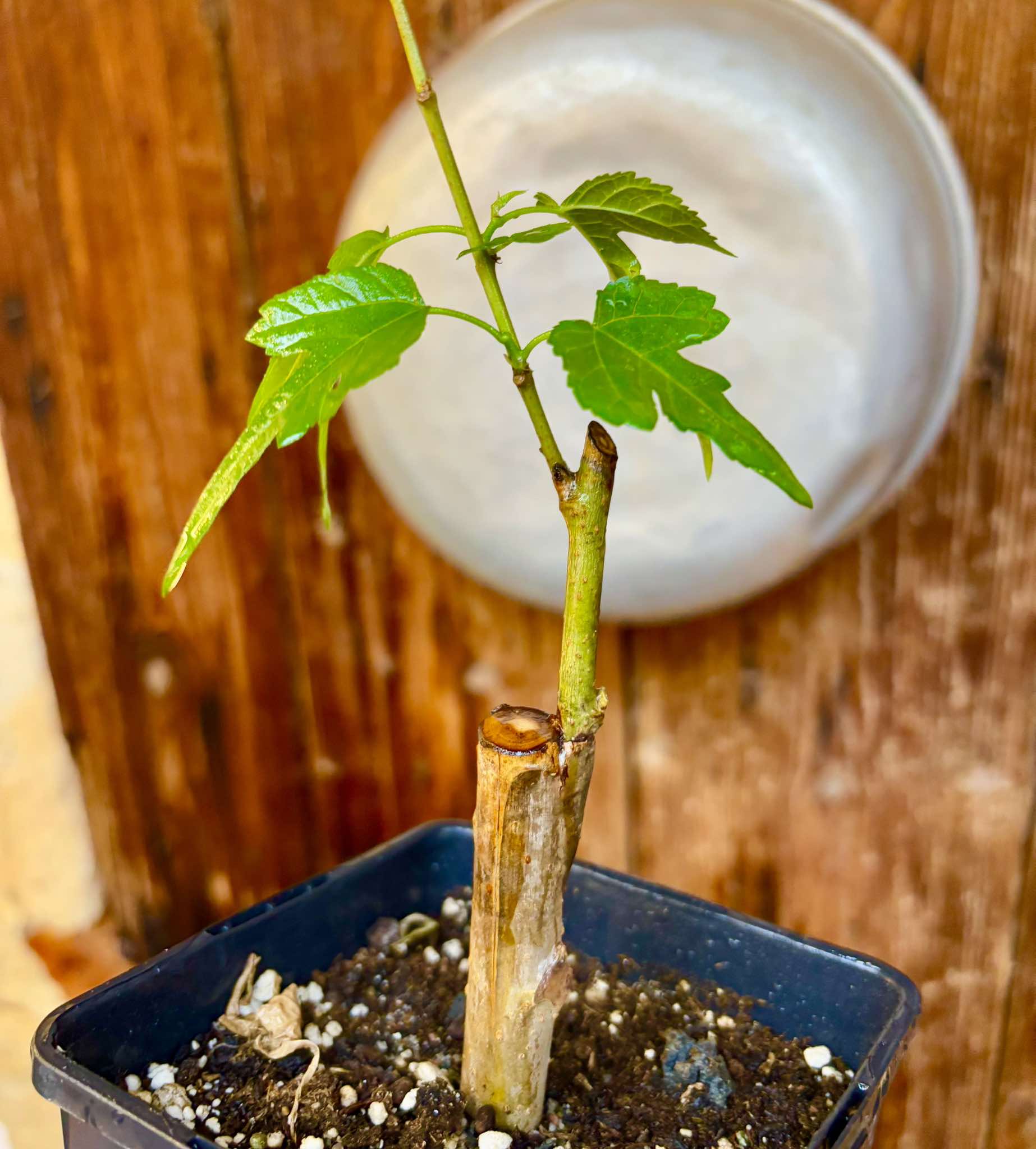 Mulberry Chicken Claw (Morus trilobata)  - 1 grafted, potted plant / 1 veredelte, getopfte Pflanze