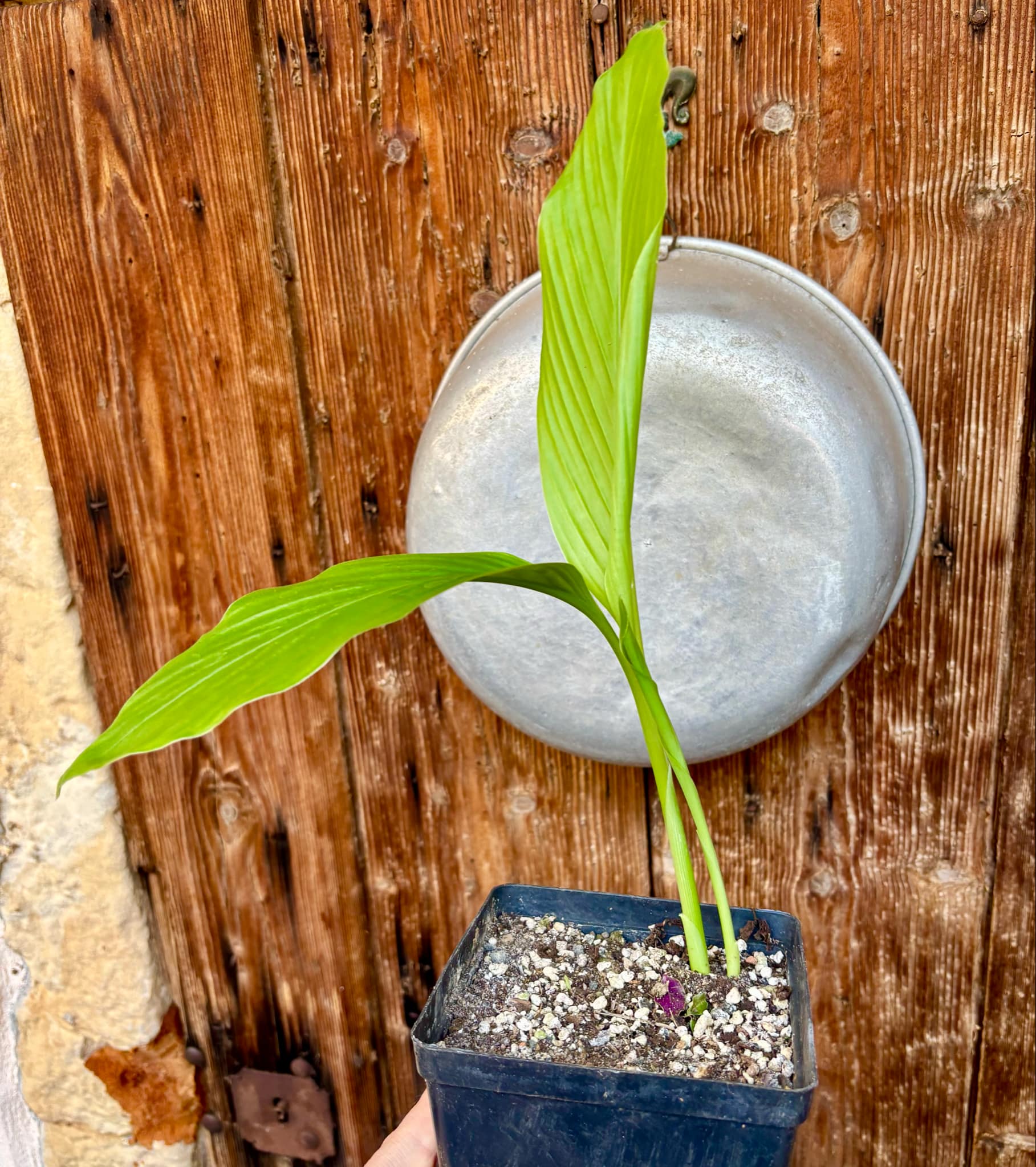 Tumeric / Kurkuma (Curcuma longa) small plant - 1 potted plant, 1 getopfte Pflanze
