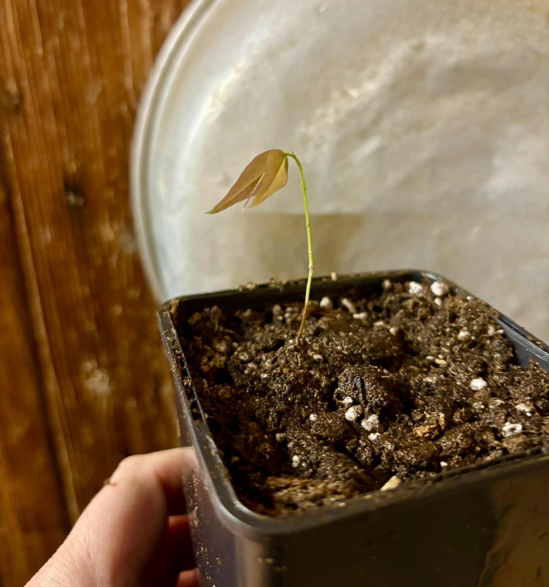 Plinia sp. Cachoeiro de Itapemirim - 1 potted seedling / 1 getopfter Sämling