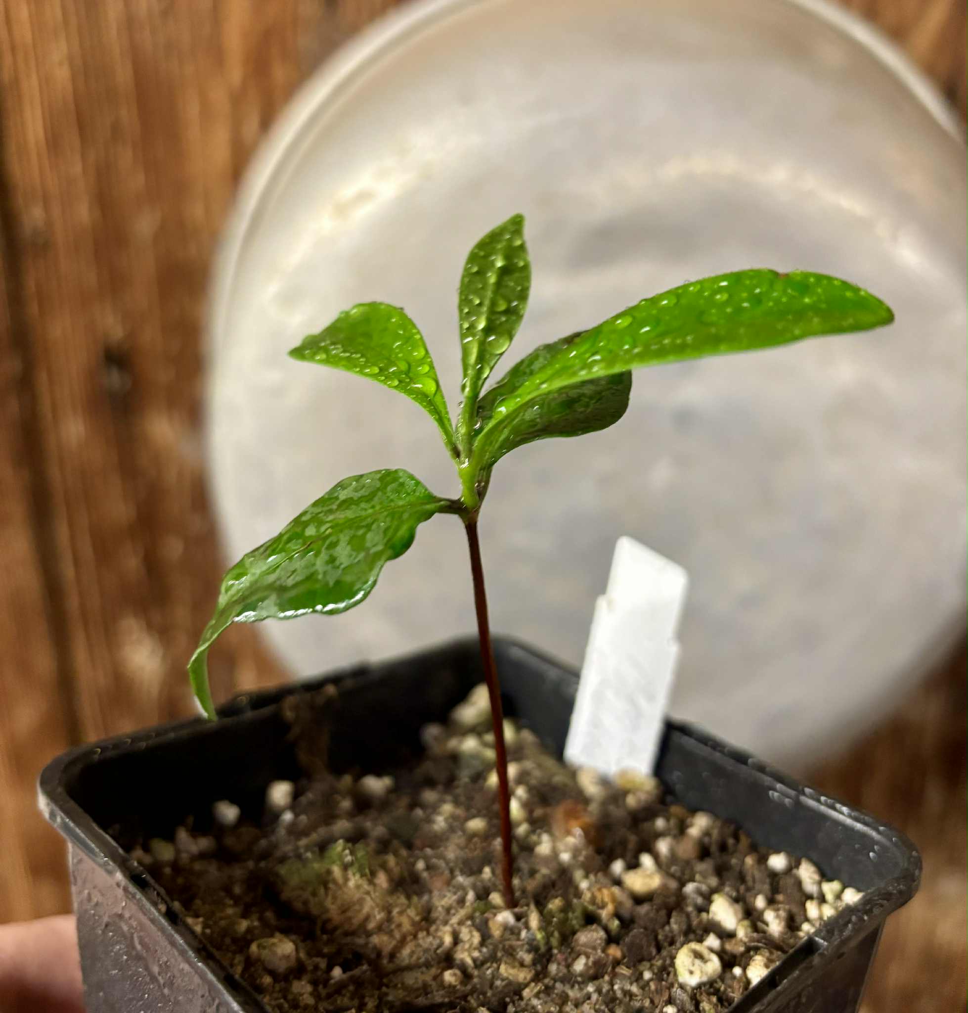 Myrcia sp Jaboticaba Bahia -  1 small potted seedling / 1 kleiner, getopfter Sämling