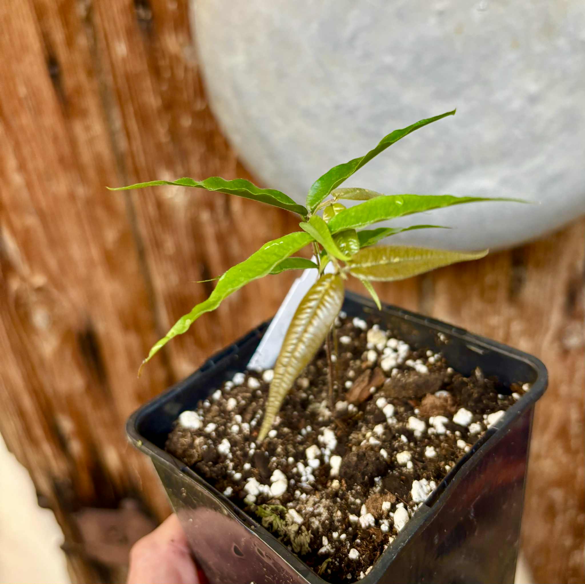 Plinia sp Cabo longo Sao Joao -  1 potted seedling / 1  getopfter Sämling