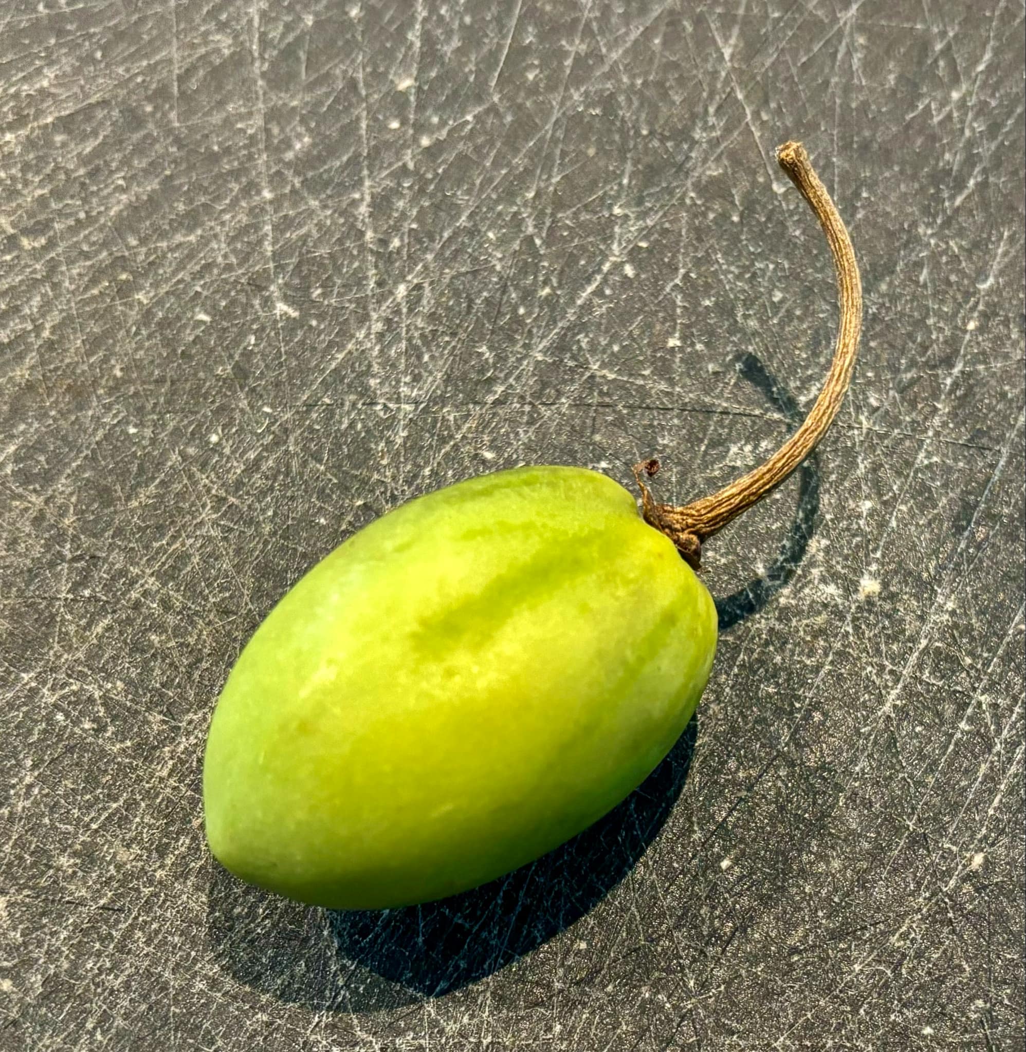 Tomatao Verde Piloso (Solanum luridifuscescens) 5 fresh seeds / 5 frische Samen