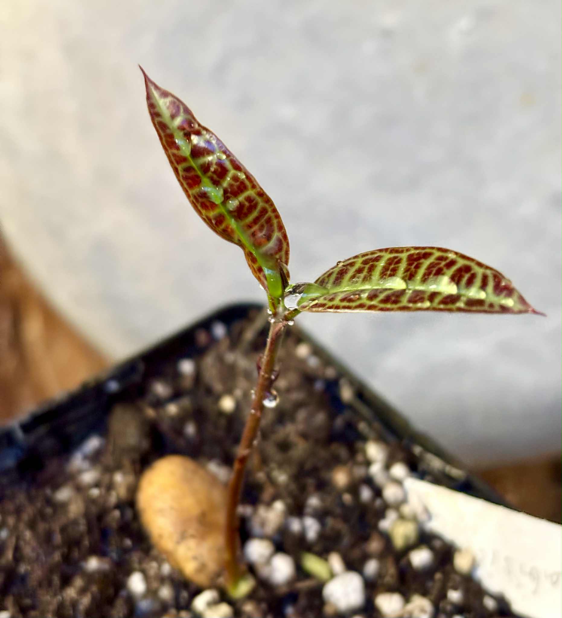Eugenia sp Labisia -  1 potted seedling / 1 getopfter Sämling
