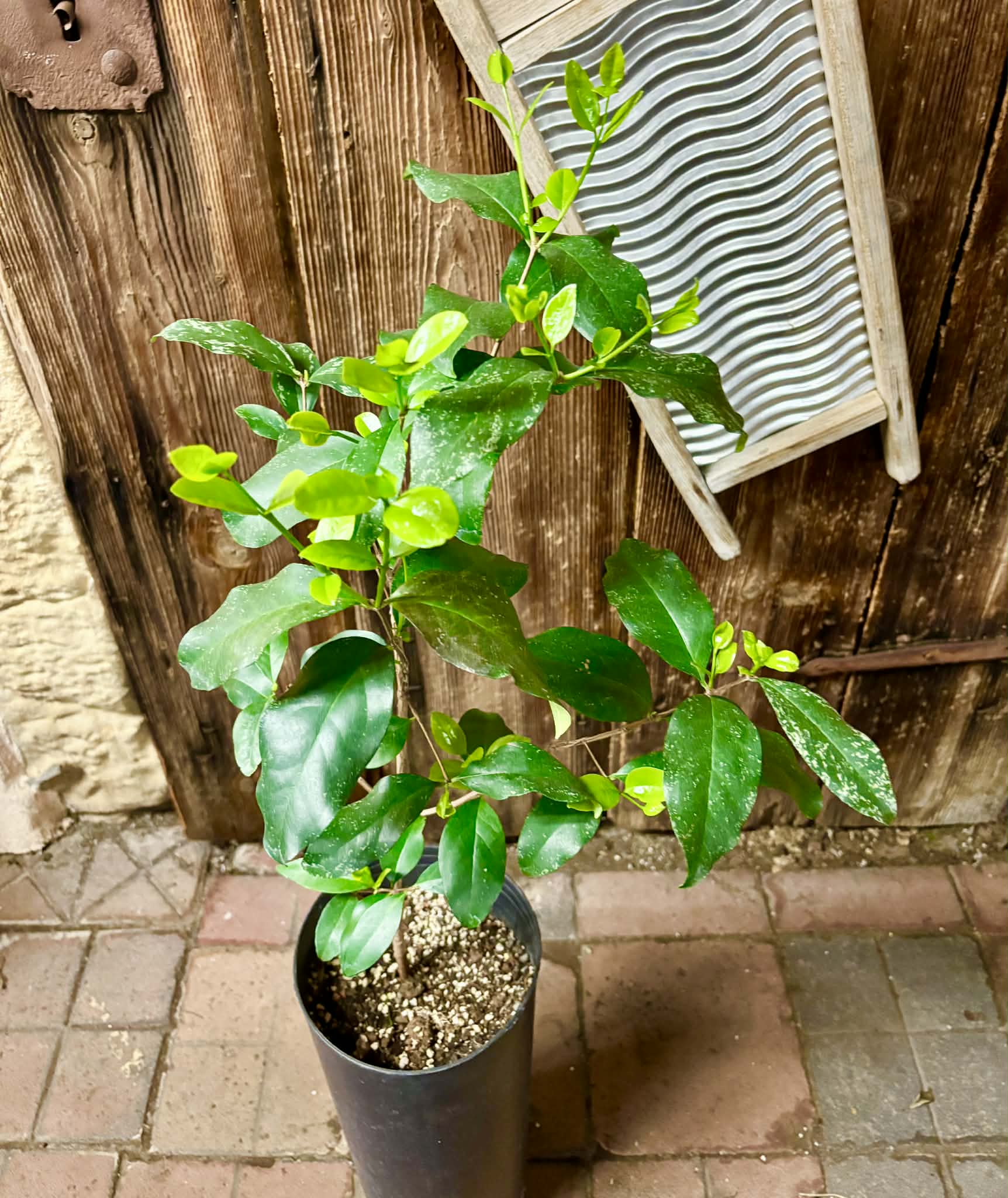 5 years old - Eugenia sp Laranja Serralandia - 1 potted plant / 1 getopfte Pflanze