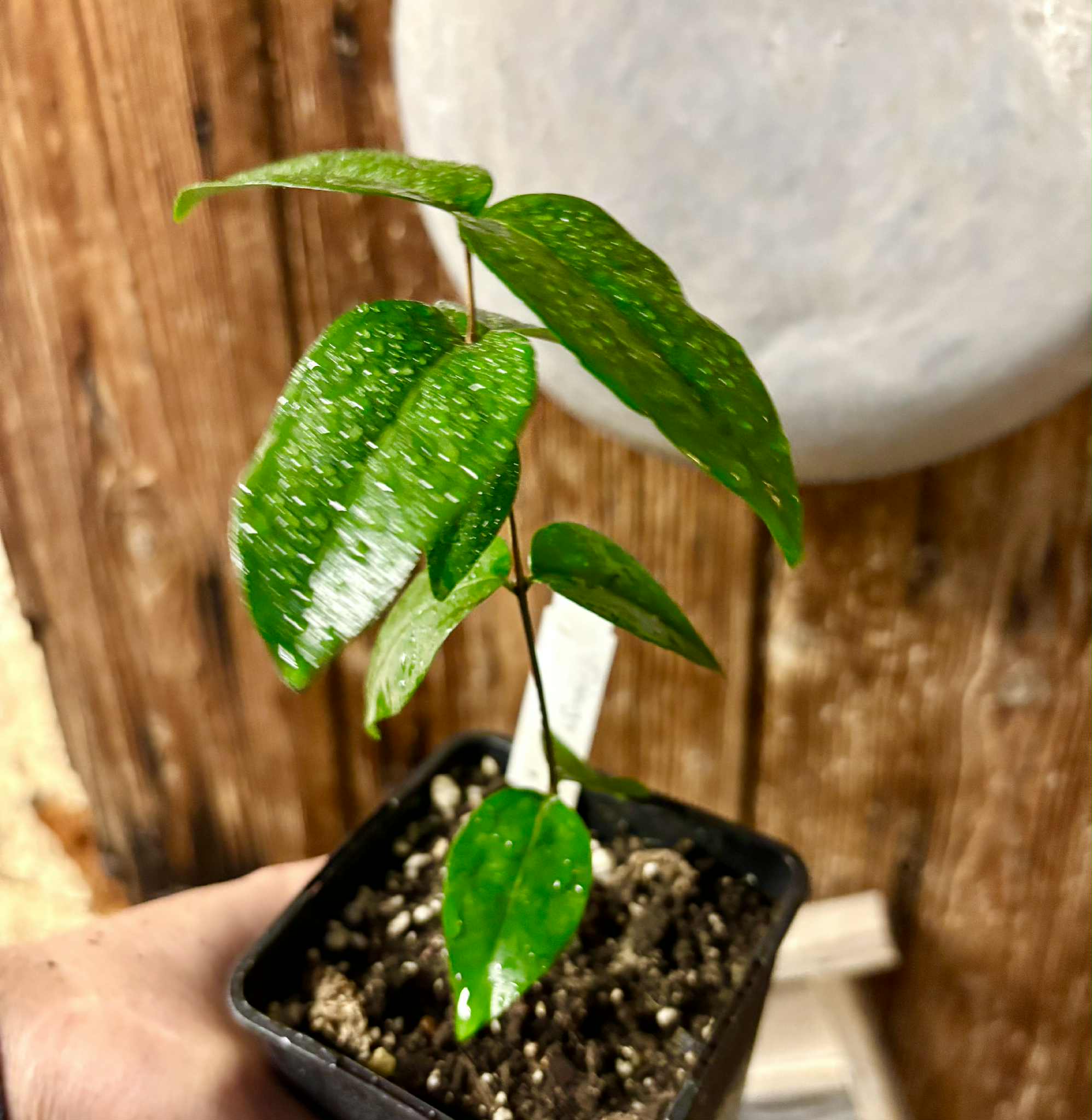 Eugenia uniflora var. black - cultivated variety / 1 potted plant / 1 getopfte Pflanze