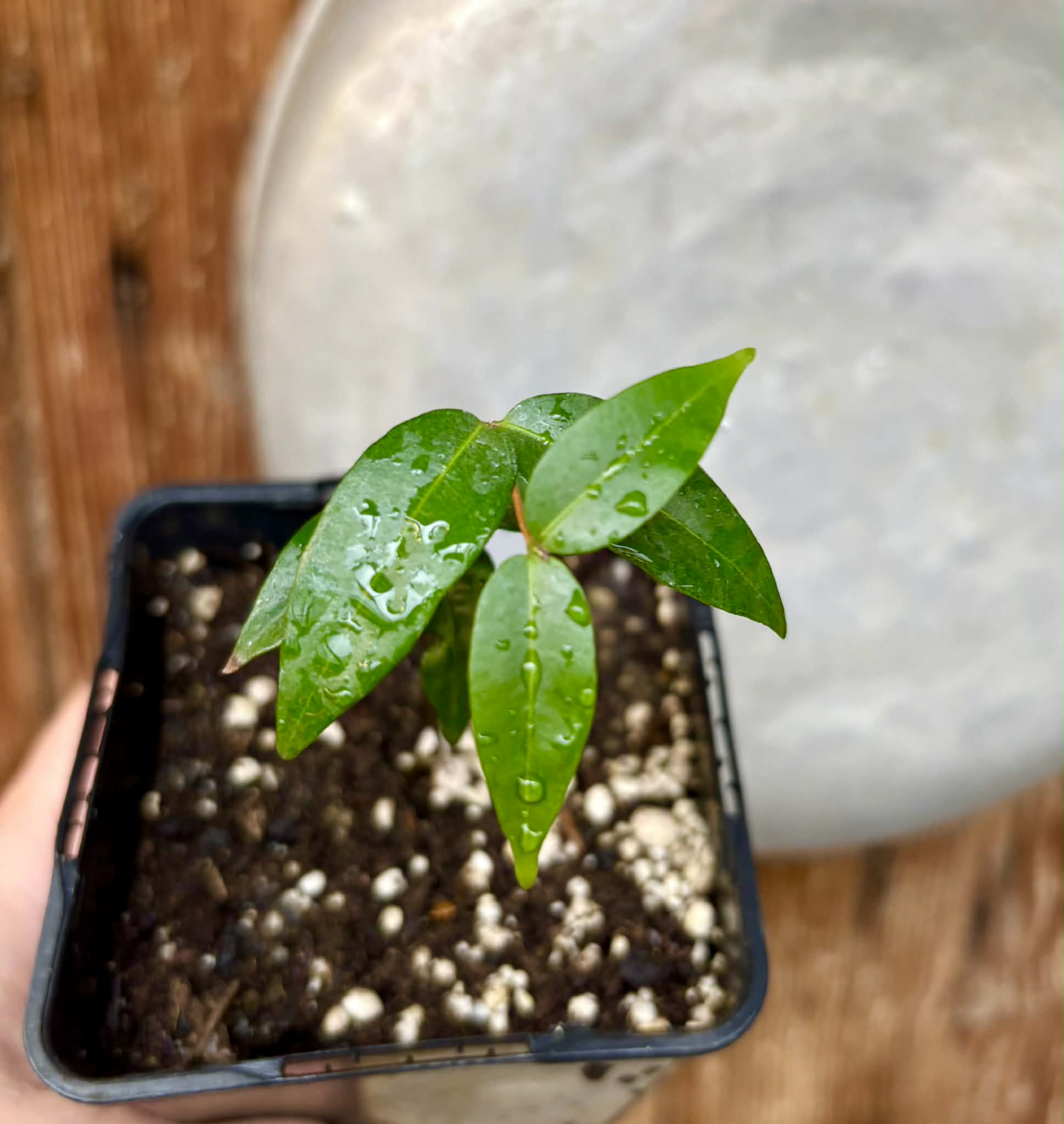 Cabeludinha do Brejo (Neomitranthes glomerata) - 1 potted seedling/ 1 getopfter Sämling