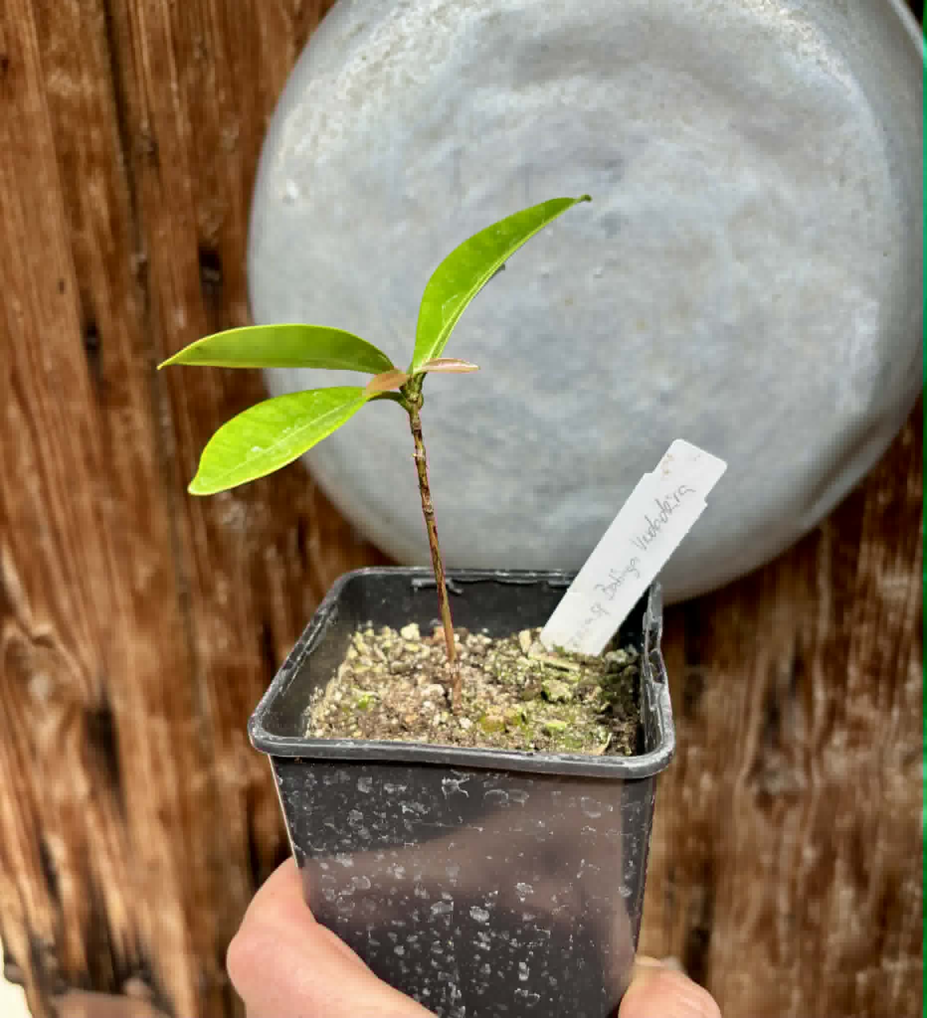 Eugenia sp Batinga Verdadeira -  1 potted plant / 1 getopfte Pflanze