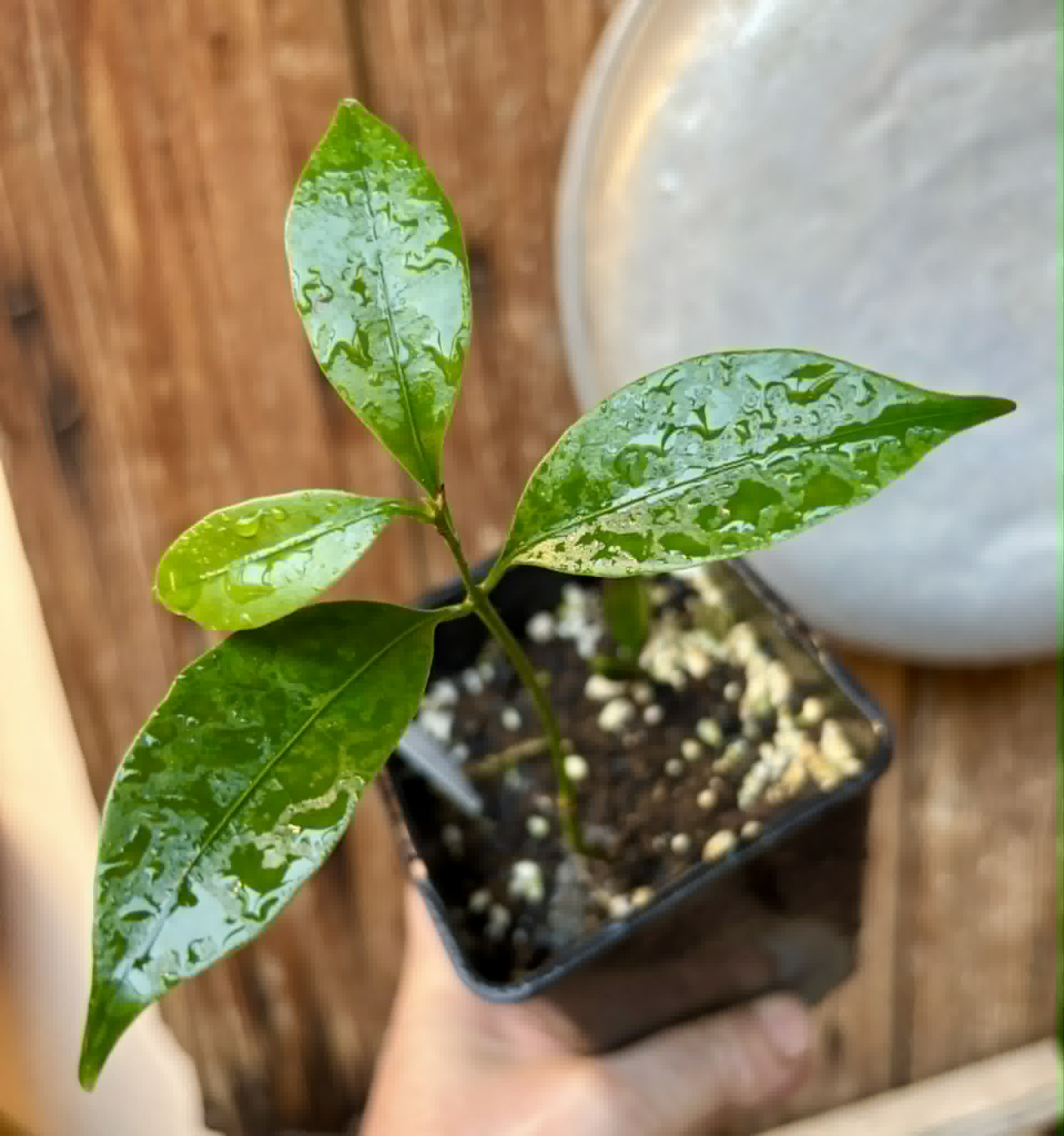 Pouteria aff egregia  -  1 potted seedling / 1 getopfter Sämling