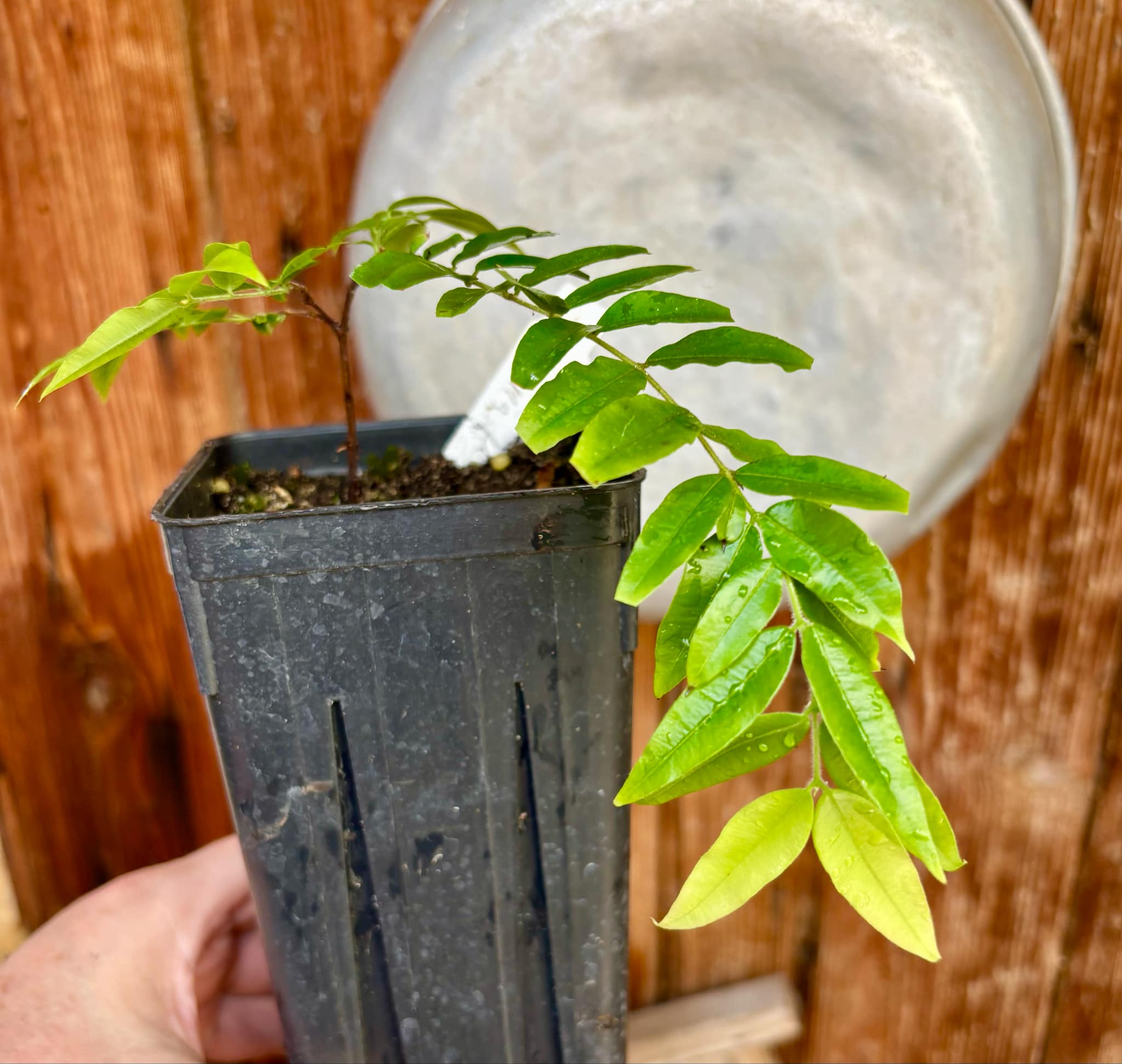 Myrciaria plinioides - 1 potted plant / 1 getopfte Pflanze Myrciaria plinioides - 1 potted plant / 1 getopfte Pflanze
