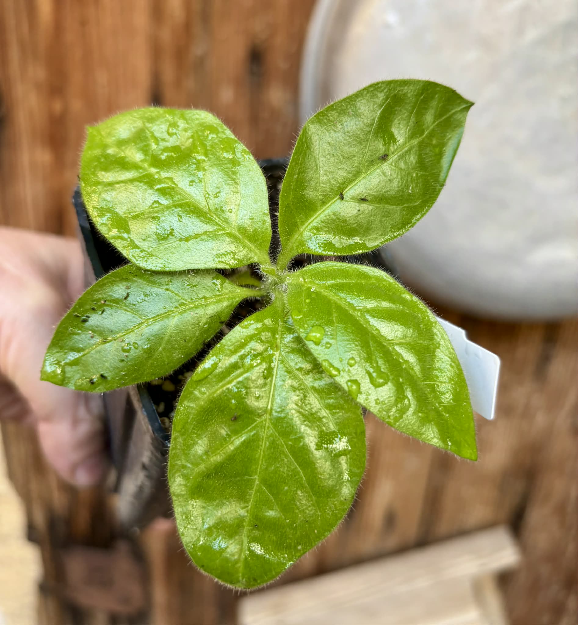 Solanum rumpincola - 1 small potted seedling / 1 kleiner, getopfter Sämling
