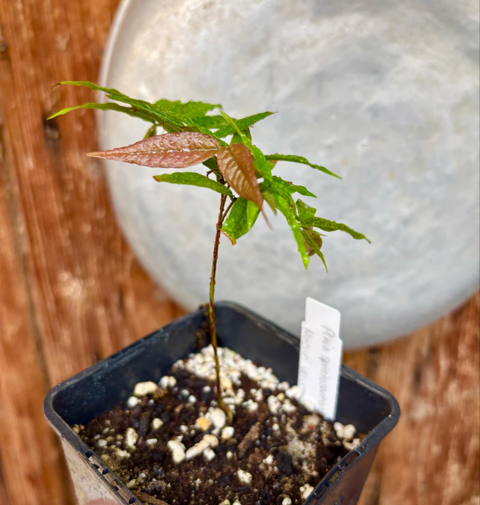 Plinia spiritosantensis var. Mucuri Velvet - 1 potted plant/ 1 getopfte Pflanze