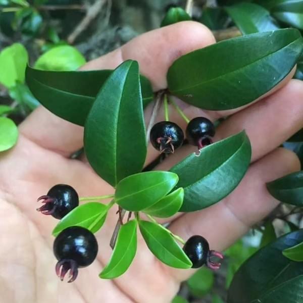 only one seedling available - Fruto da Murta (Eugenia gracillima) - 1 small potted seedling / 1 kleiner, getopfter Sämling