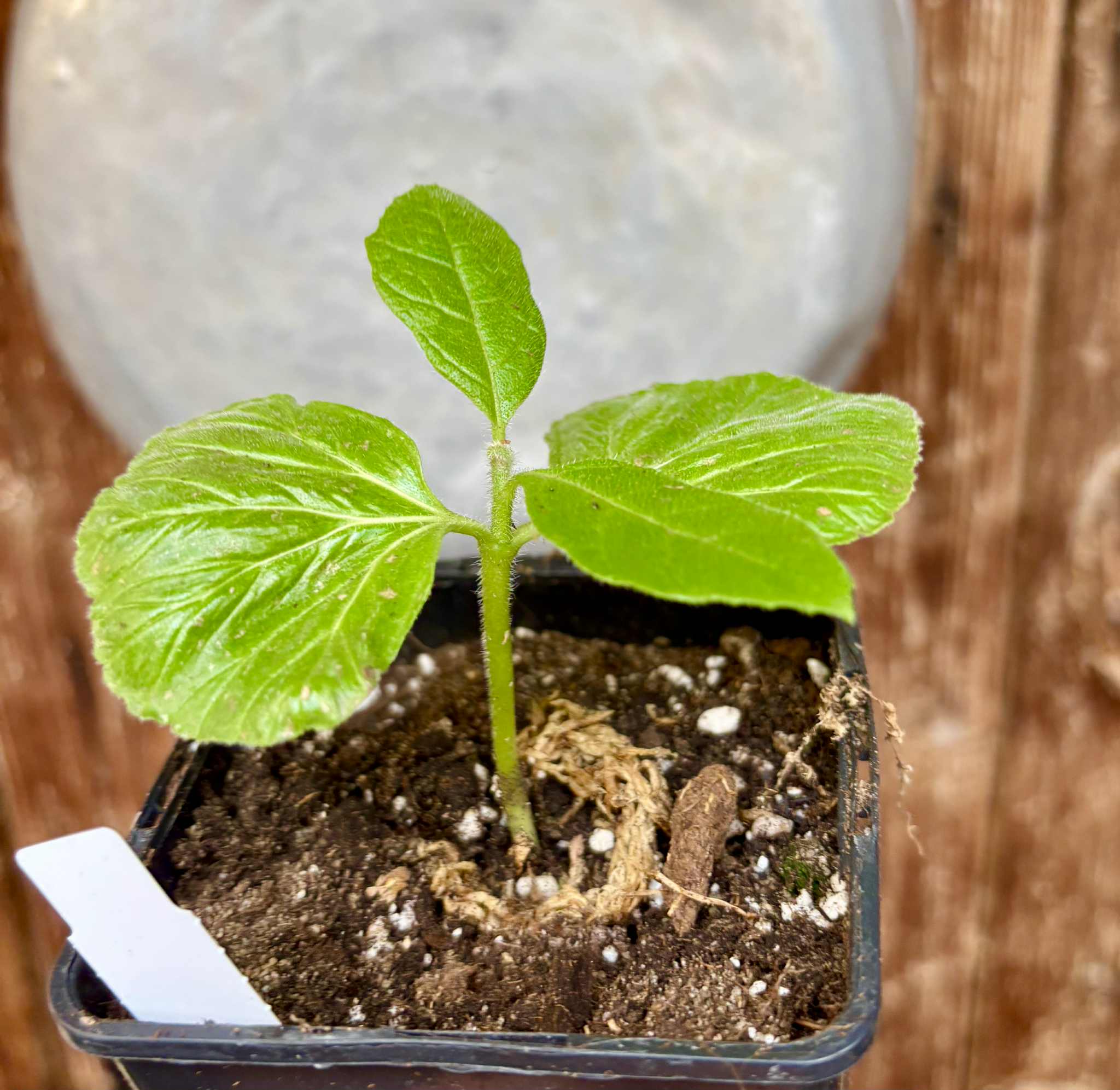 Zirikote (Cordia dodecandra) - 1 small potted seedling / 1 kleiner, getopfter Sämling