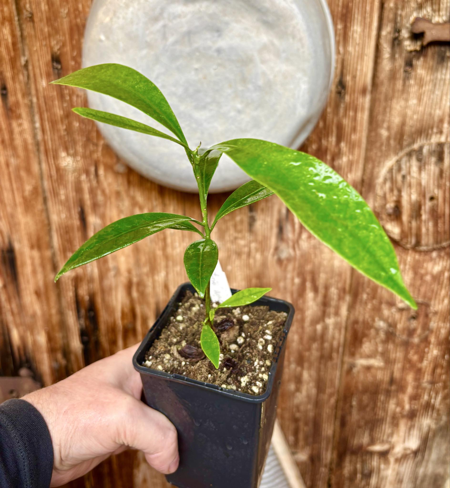 Pouteria macahensis - 1 potted seedling / 1 getopfter Sämling
