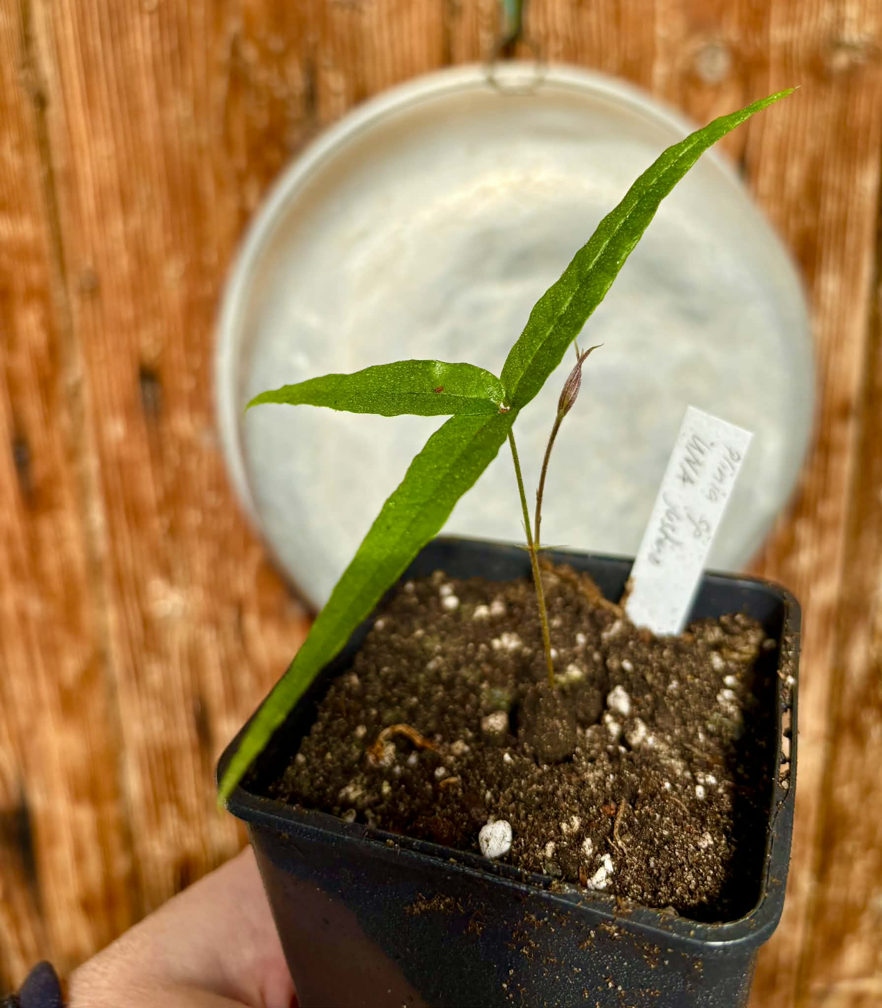 Plinia sp UNA justino -  1 potted seedling / 1 getopfter Sämling