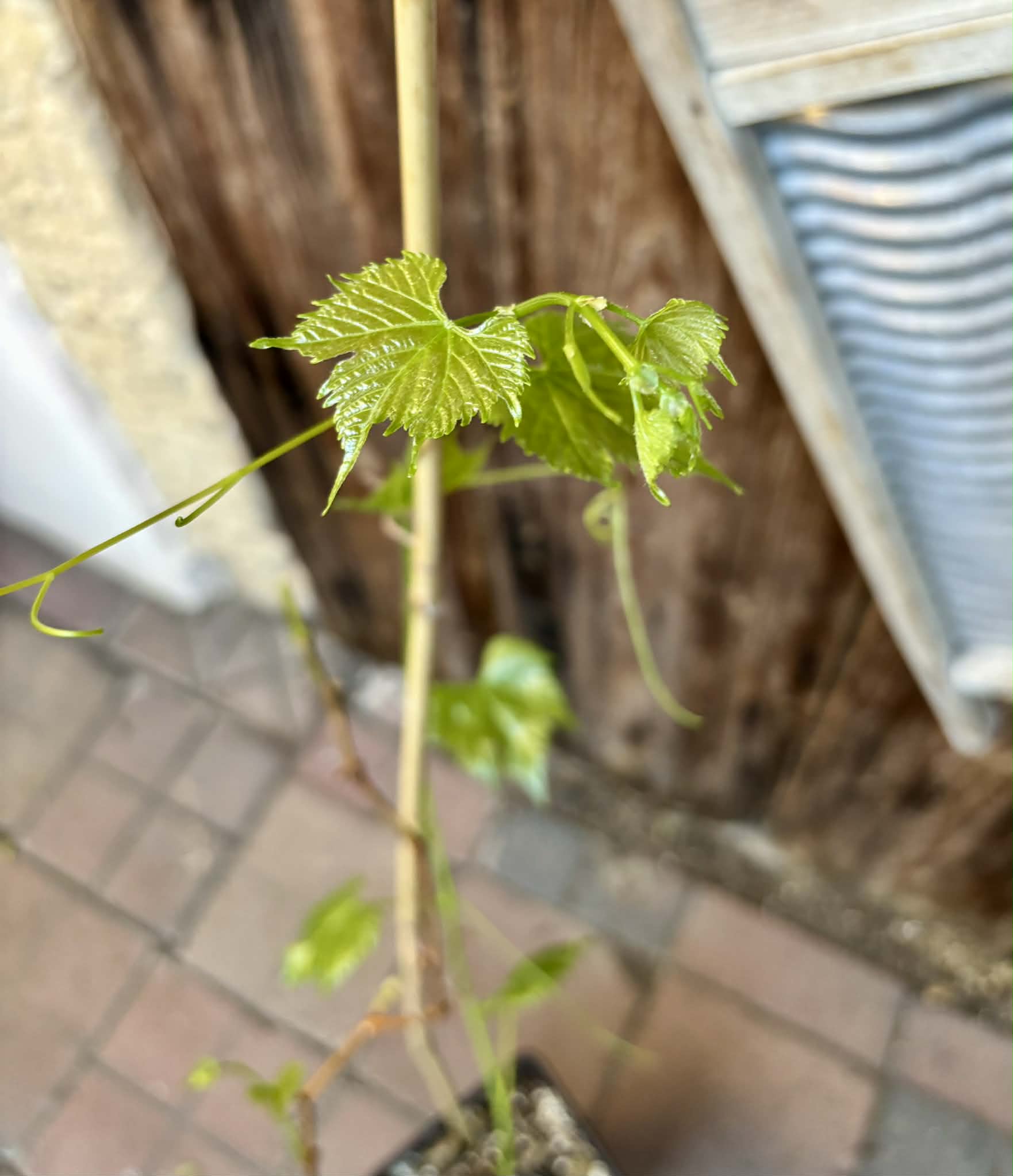 only 1 available - Muscadine var. Noble (Vitis rotundifolia) -  1 potted plant / 1 getopfte Pflanze
