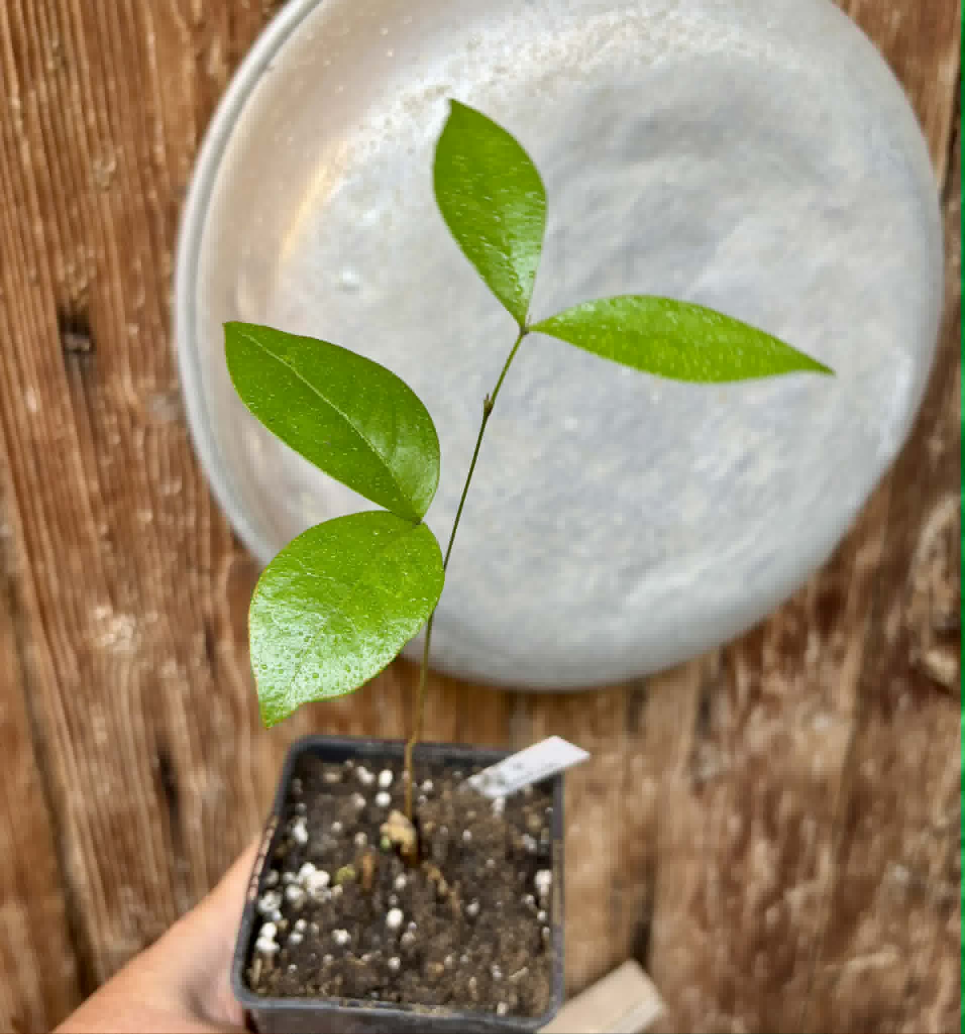 Inga sp Bananinha -  1 potted seedling  / 1 getopfter Sämling