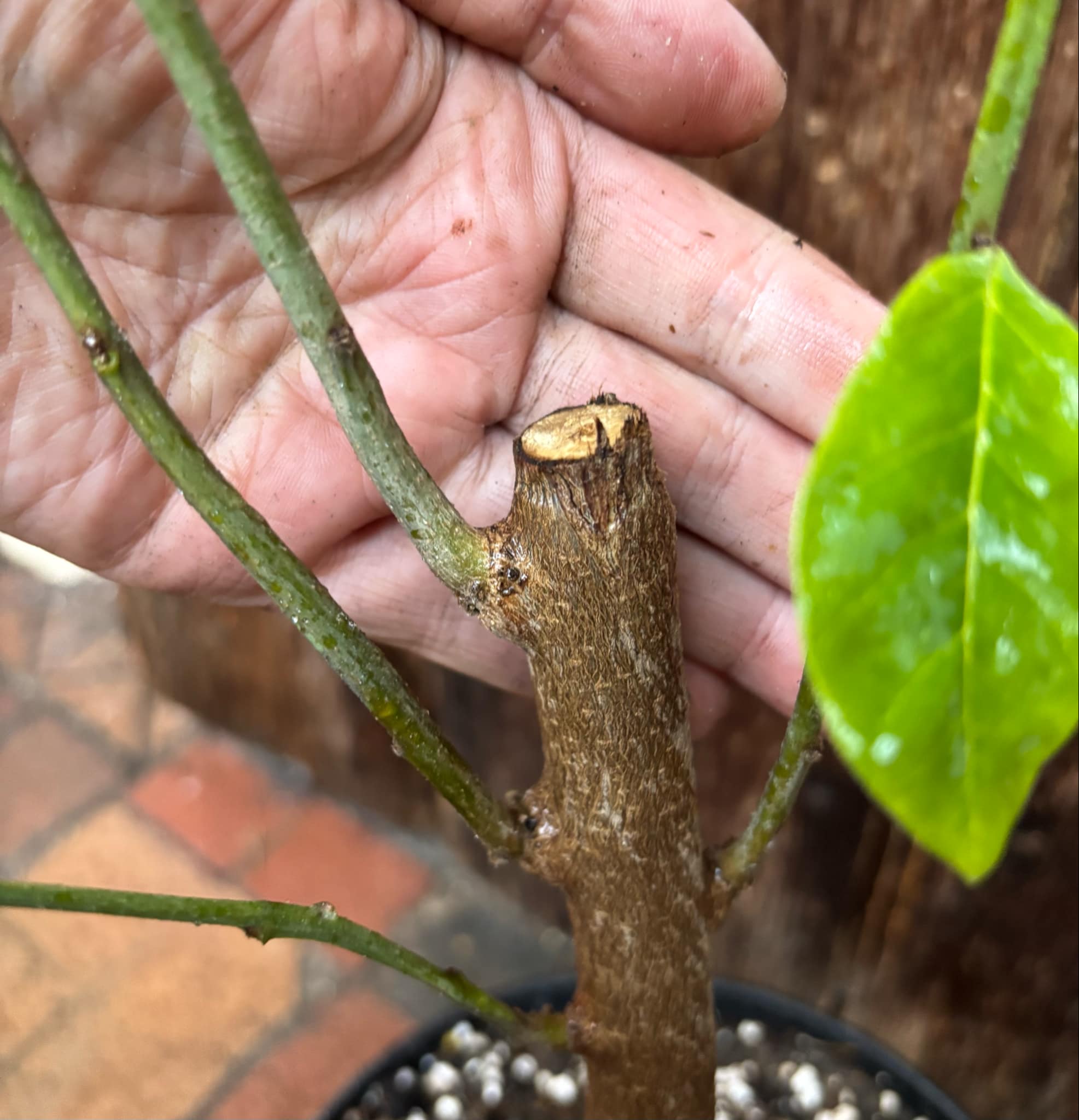 Cherimoya var. Fino de Jete (Annona cherimola) Nr. 2 - 1 potted plant / 1 getopfte Pflanze