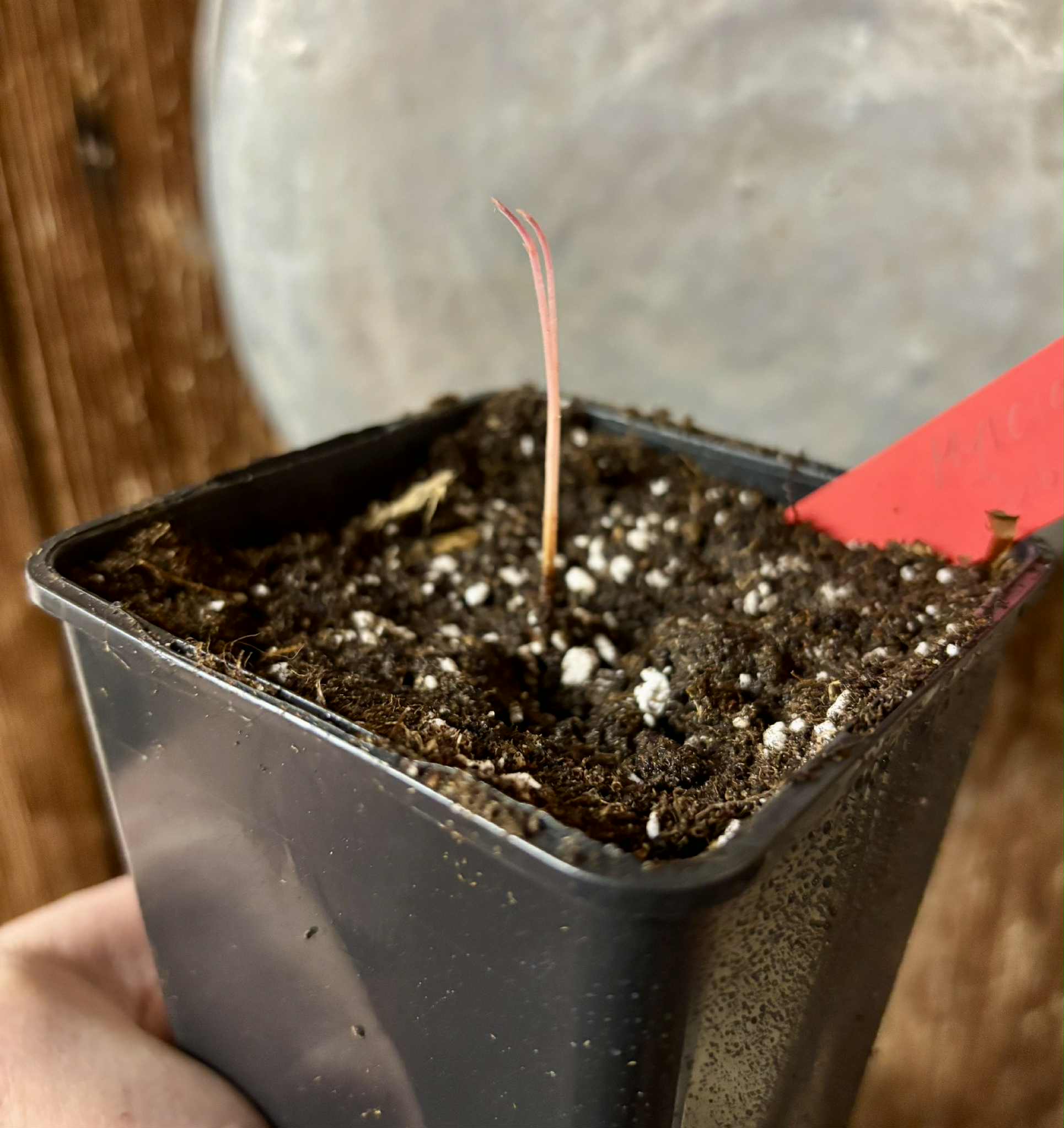 Myrciaria sp Jaboticaba - 1 potted seedling / 1 getopfter Sämling