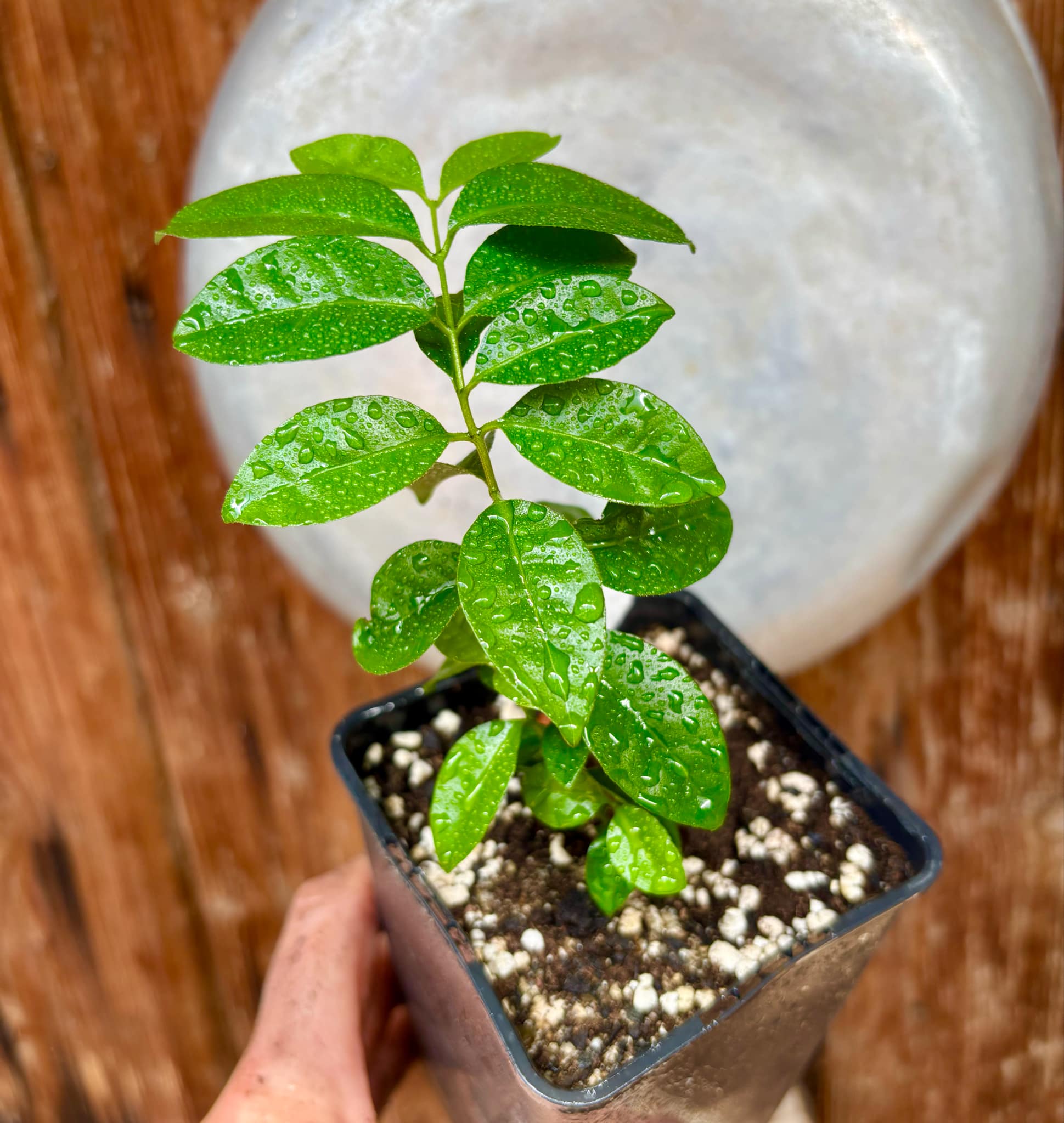 Purple Forest Guave - Psidium myrtoides  - 1 small potted seedling / 1 kleiner, getopfter Sämling