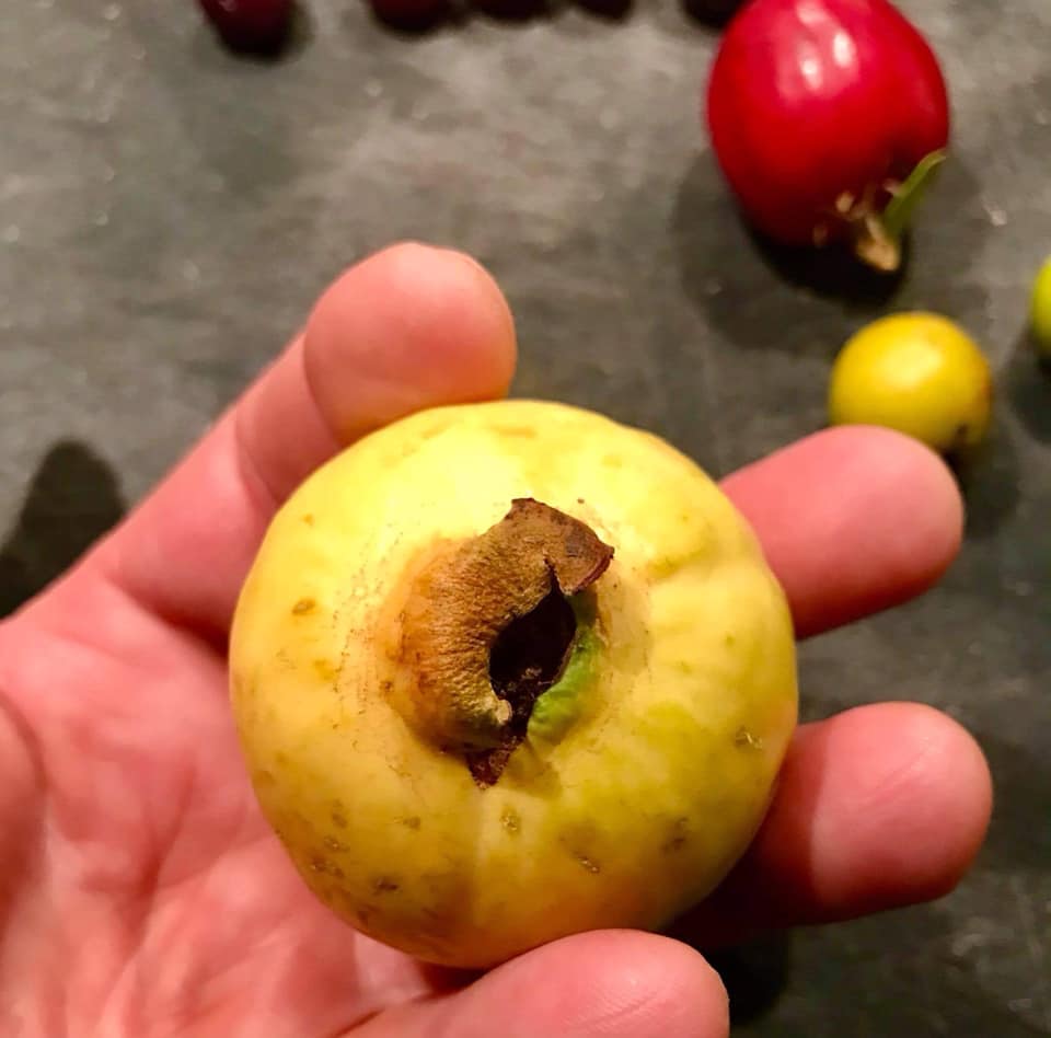 Psidium friedrichsthalianum - Cas Guava  - 1 germinated seed / 1 gekeimter Samen