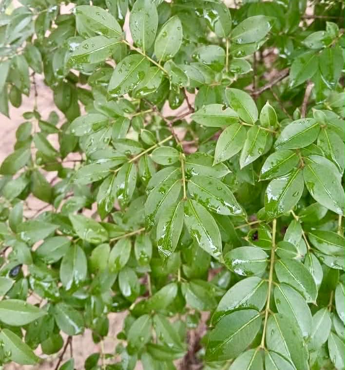 Pre Order - Plinia sp Lagoa black -  1 fresh seed / 1 frischer Samen