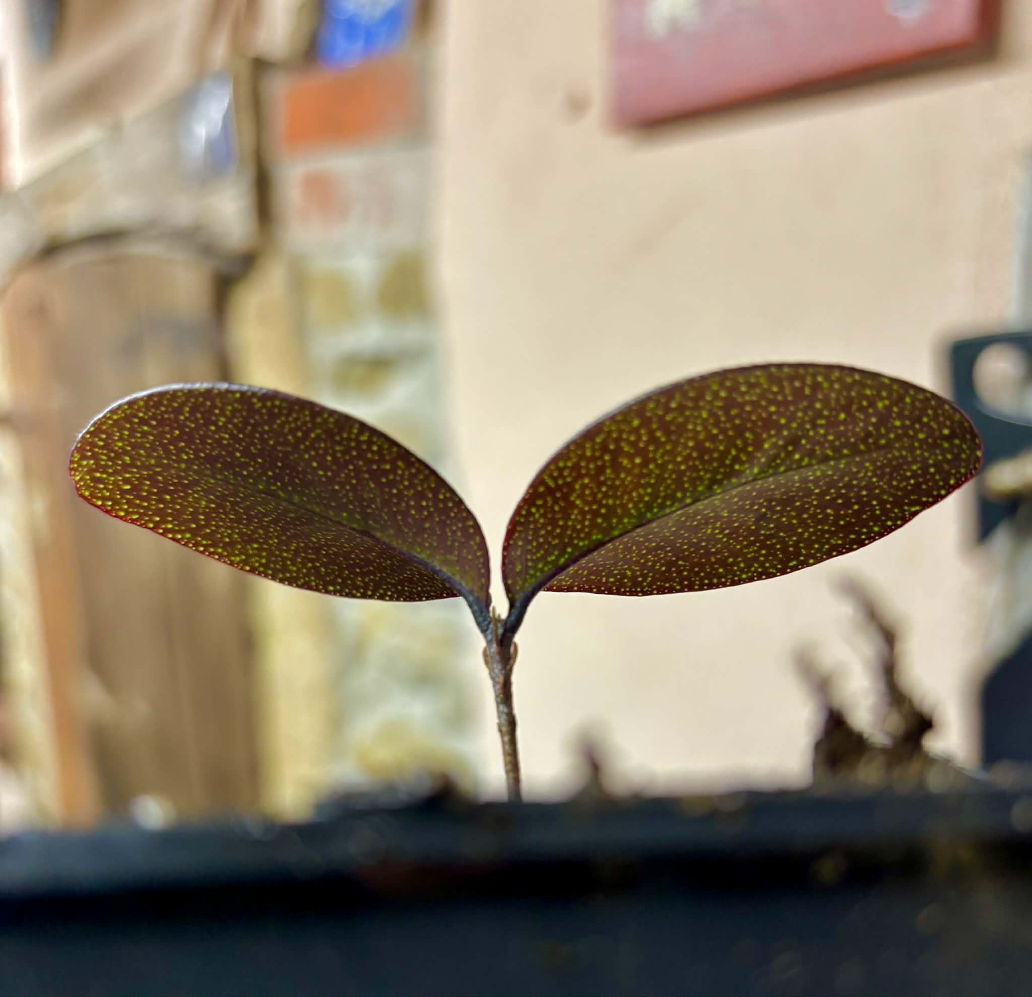 Eugenia sp Pindoca - 1 potted seedling / 1 getopfter Sämling