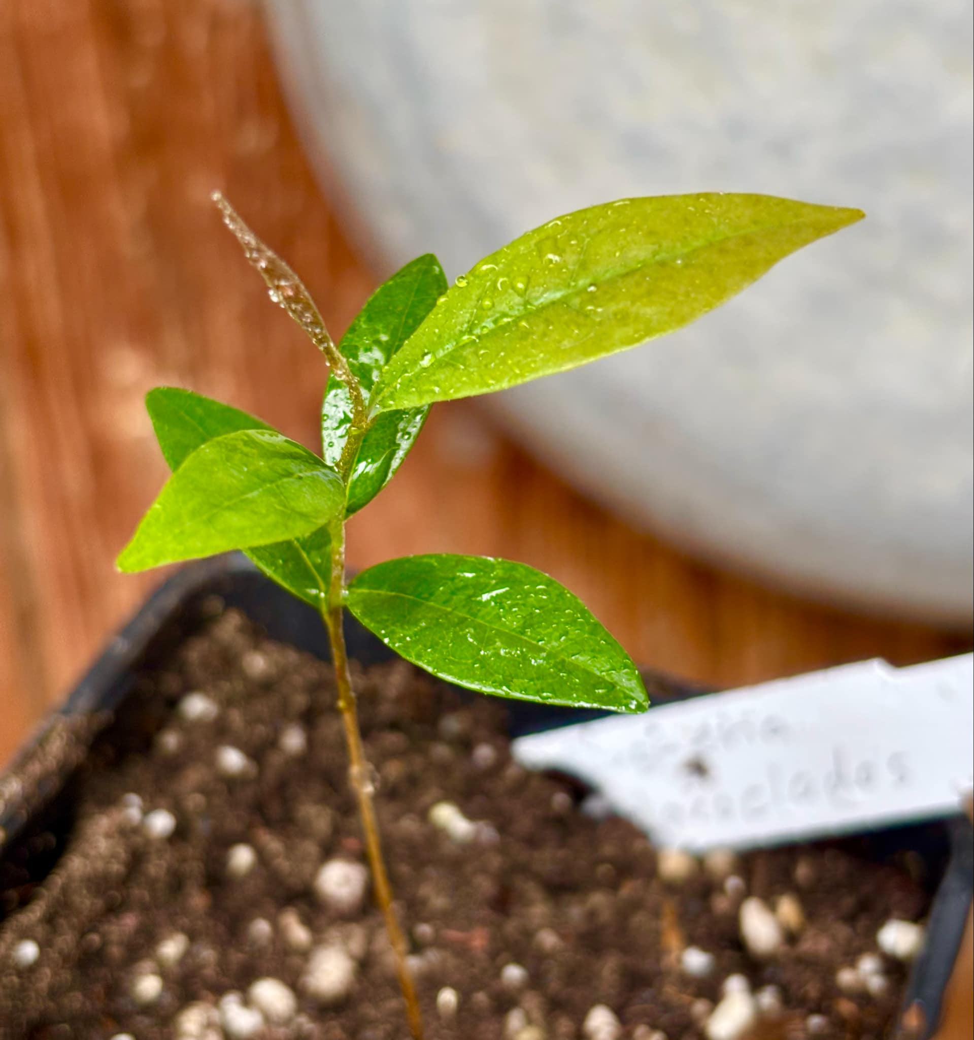 Duguetia phaeoclados - 1 small potted seedling / 1 kleiner, getopfter Sämling