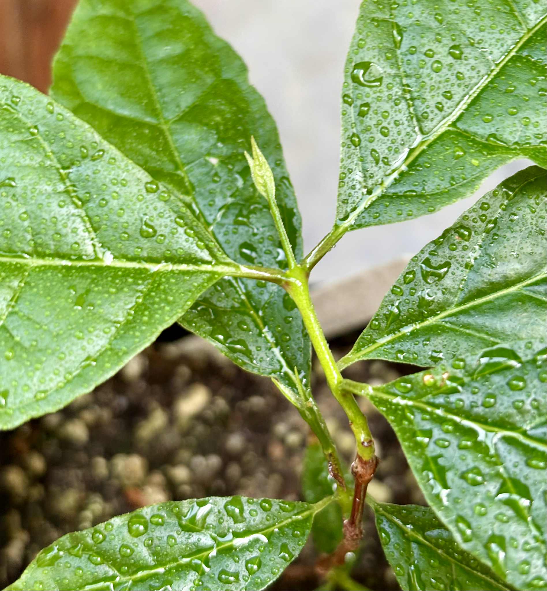 Campomanesia viatoris - 1 potted plant / 1 getopfte Pflanze