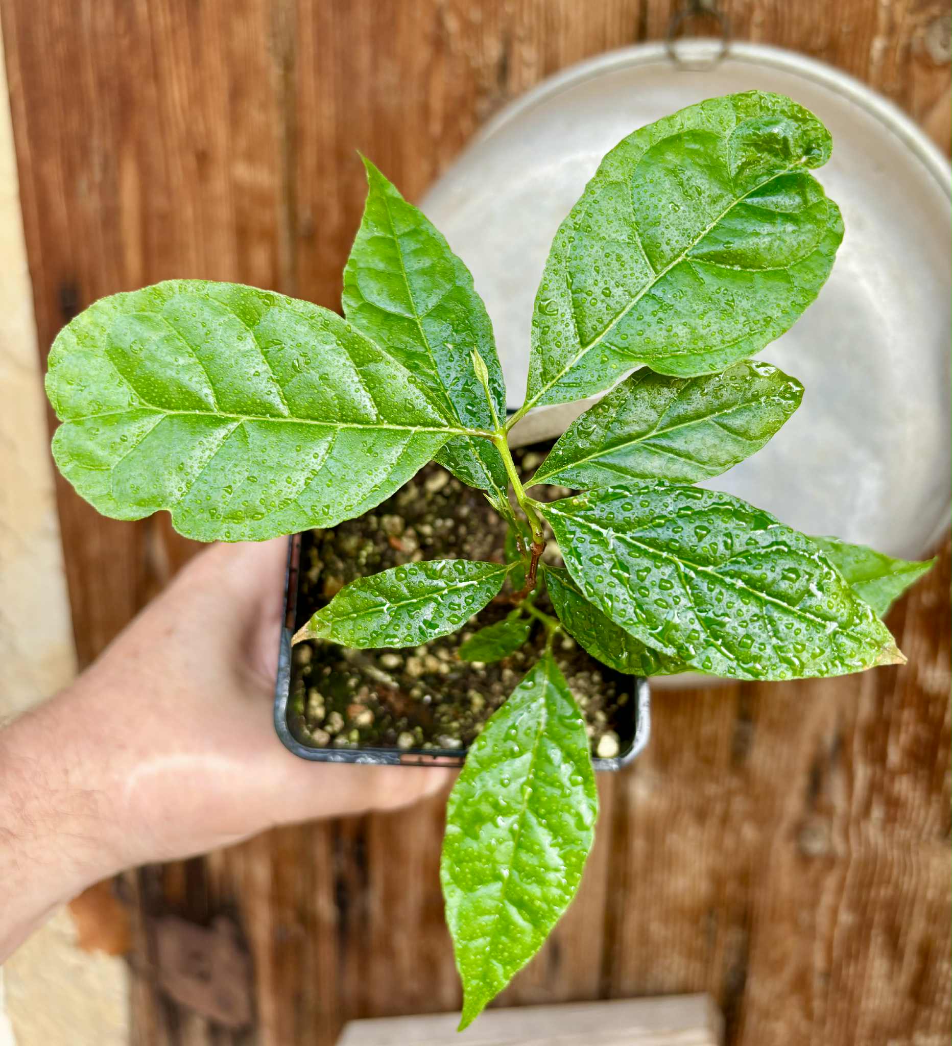Campomanesia viatoris - 1 potted plant / 1 getopfte Pflanze