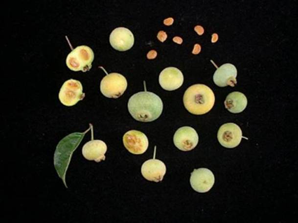 Campomanesia eugenioides - Rare exotic plant - Seltene exotische Pflanze