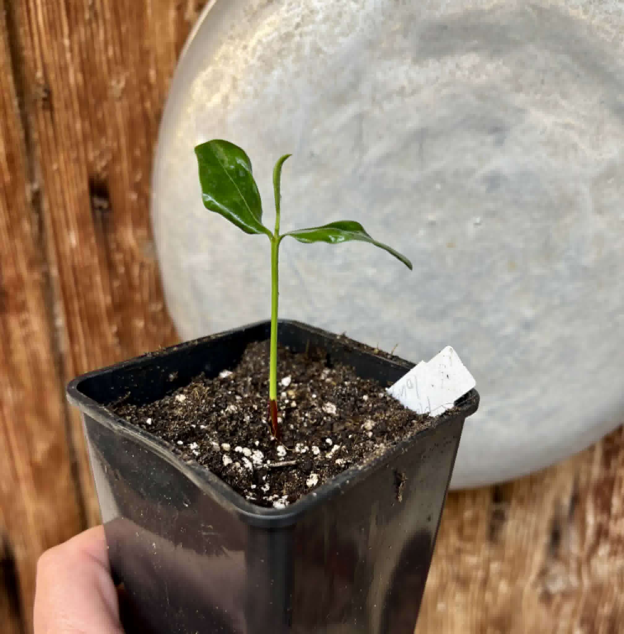 Manilkara longifolia - 1 potted seedling / 1 getopfter Sämling