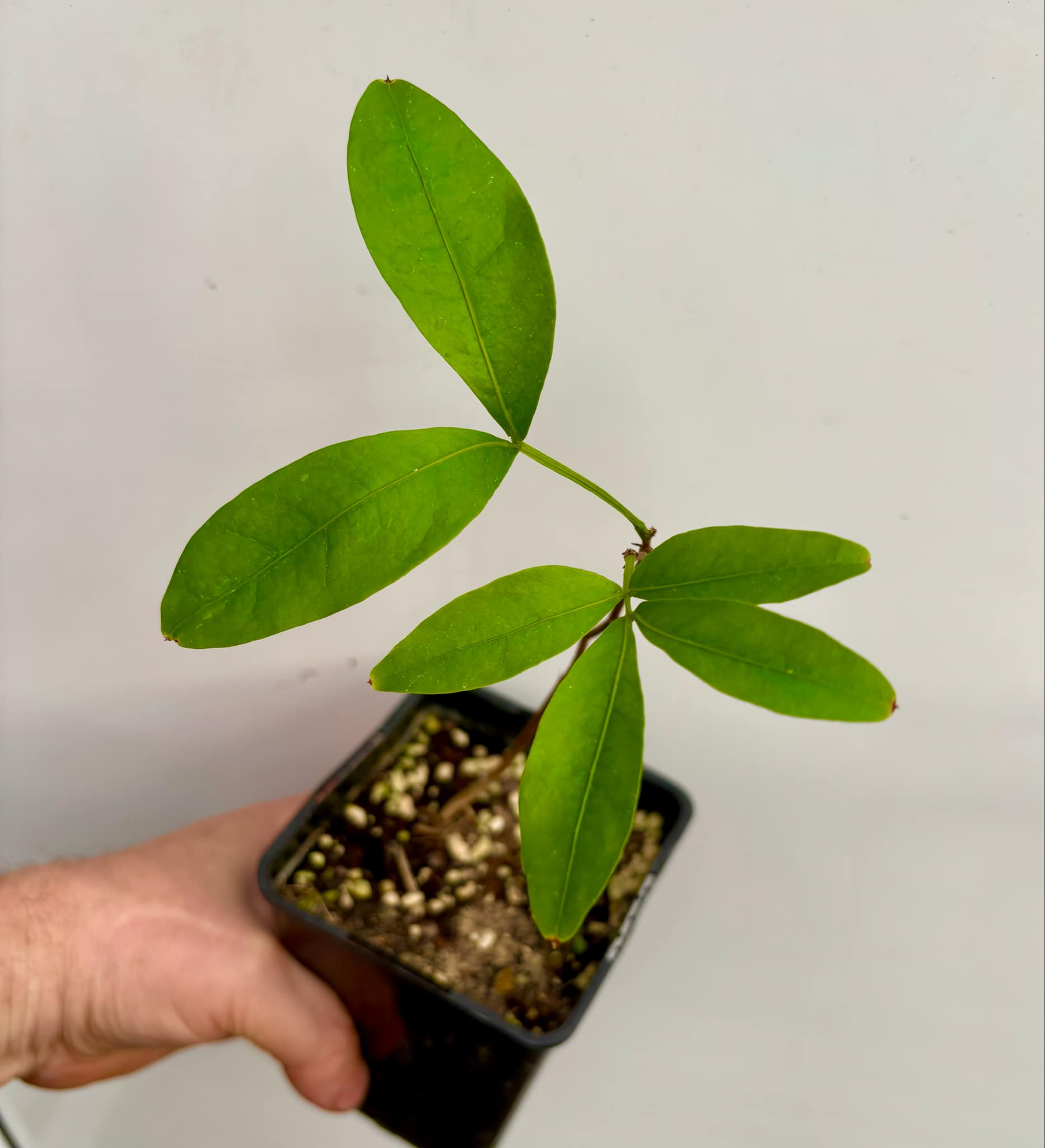 Inga laurina - 1 potted plant / 1 getopfte Pflanze Inga laurina - 1 potted plant / 1 getopfte Pflanze