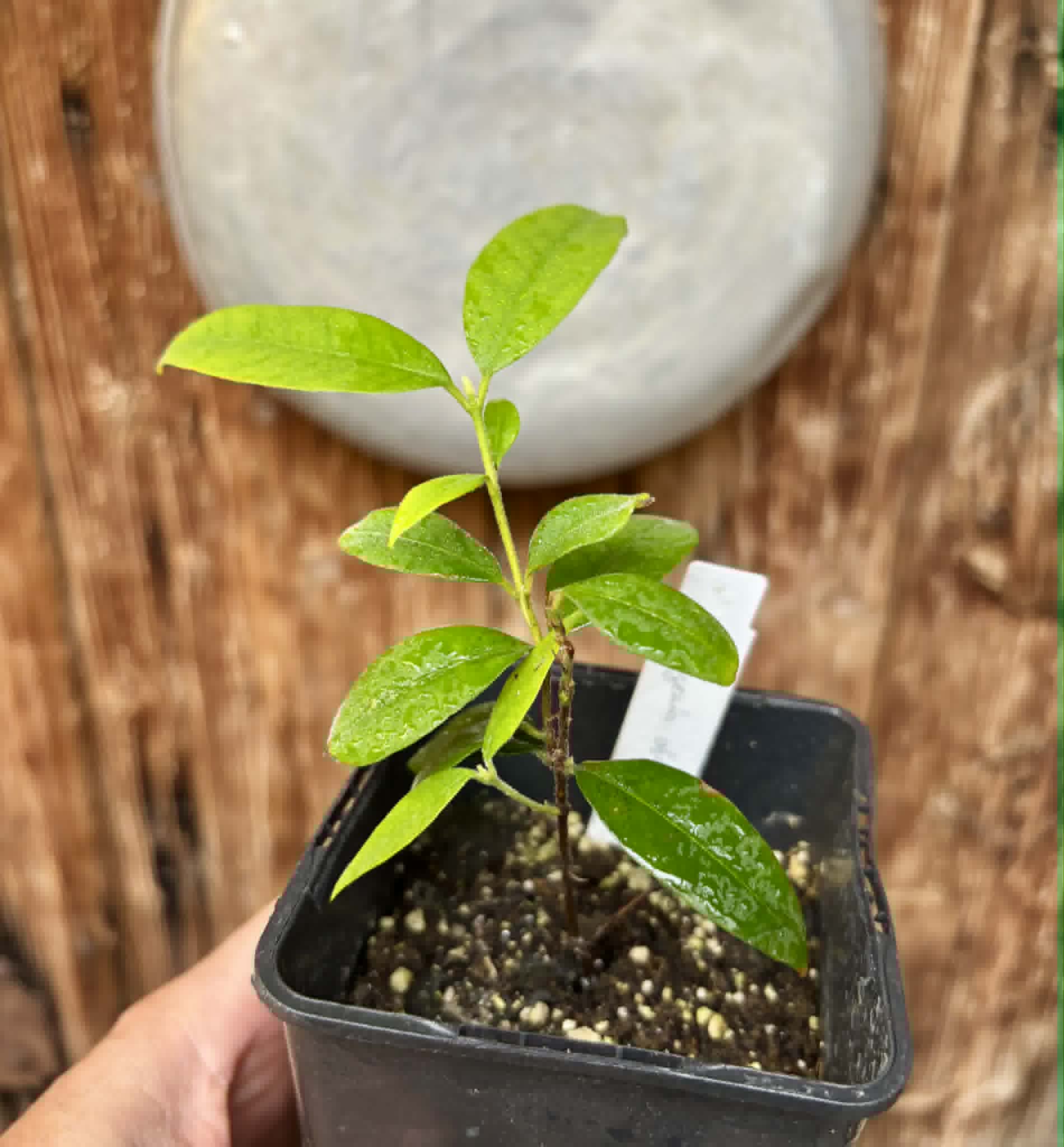 Eugenia oblongata - 1 potted plant / 1 getopfte Pflanze