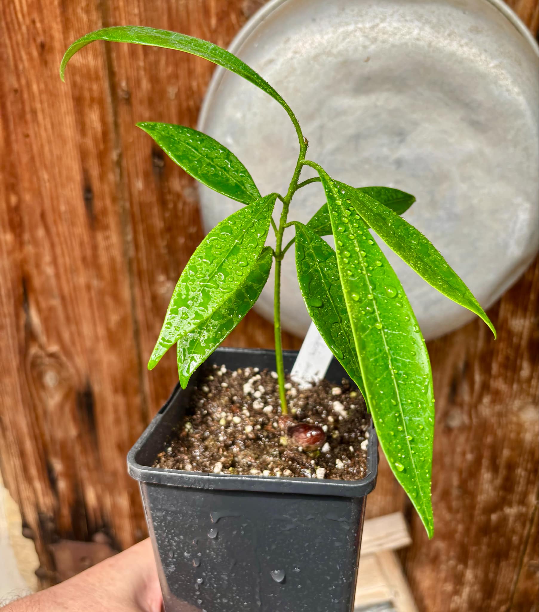 Pouteria macahensis - 1 potted seedling / 1 getopfter Sämling