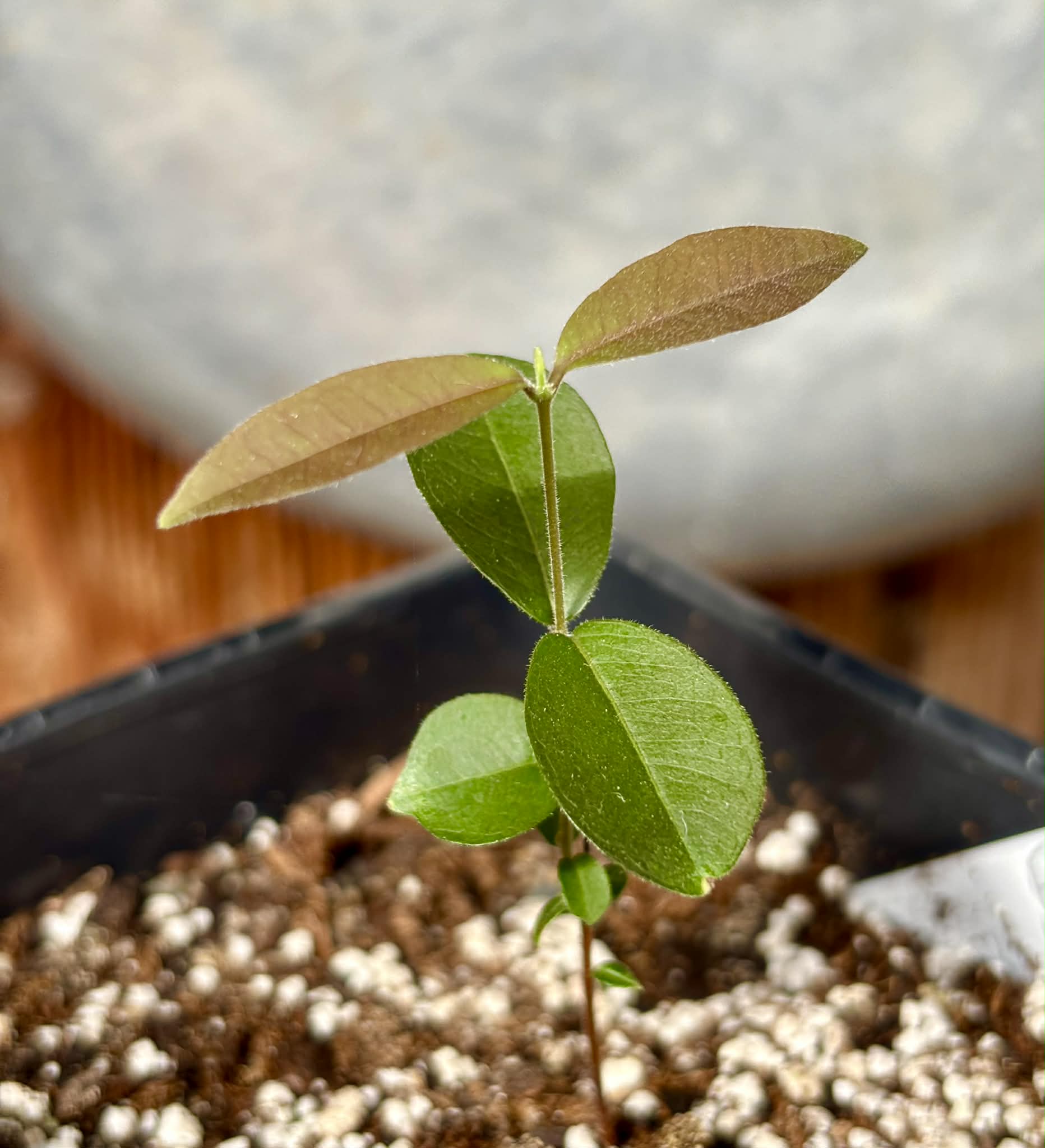 Uvaia do Campo - Eugenia lutescens -  1 potted seedling / 1 getopfter Sämling