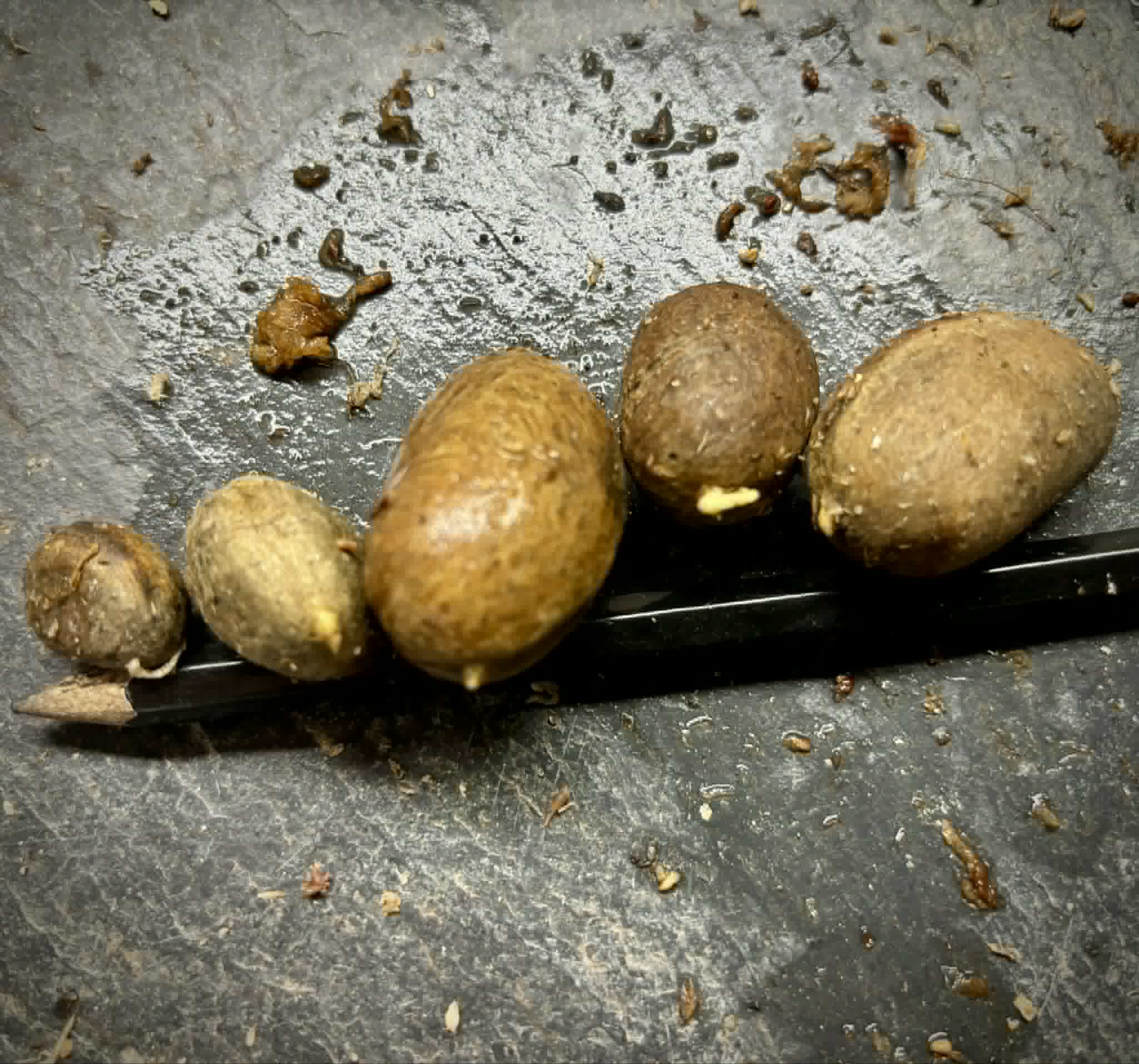 Plinia spiciflora -  1 germinated seed / 1 gekeimter Samen