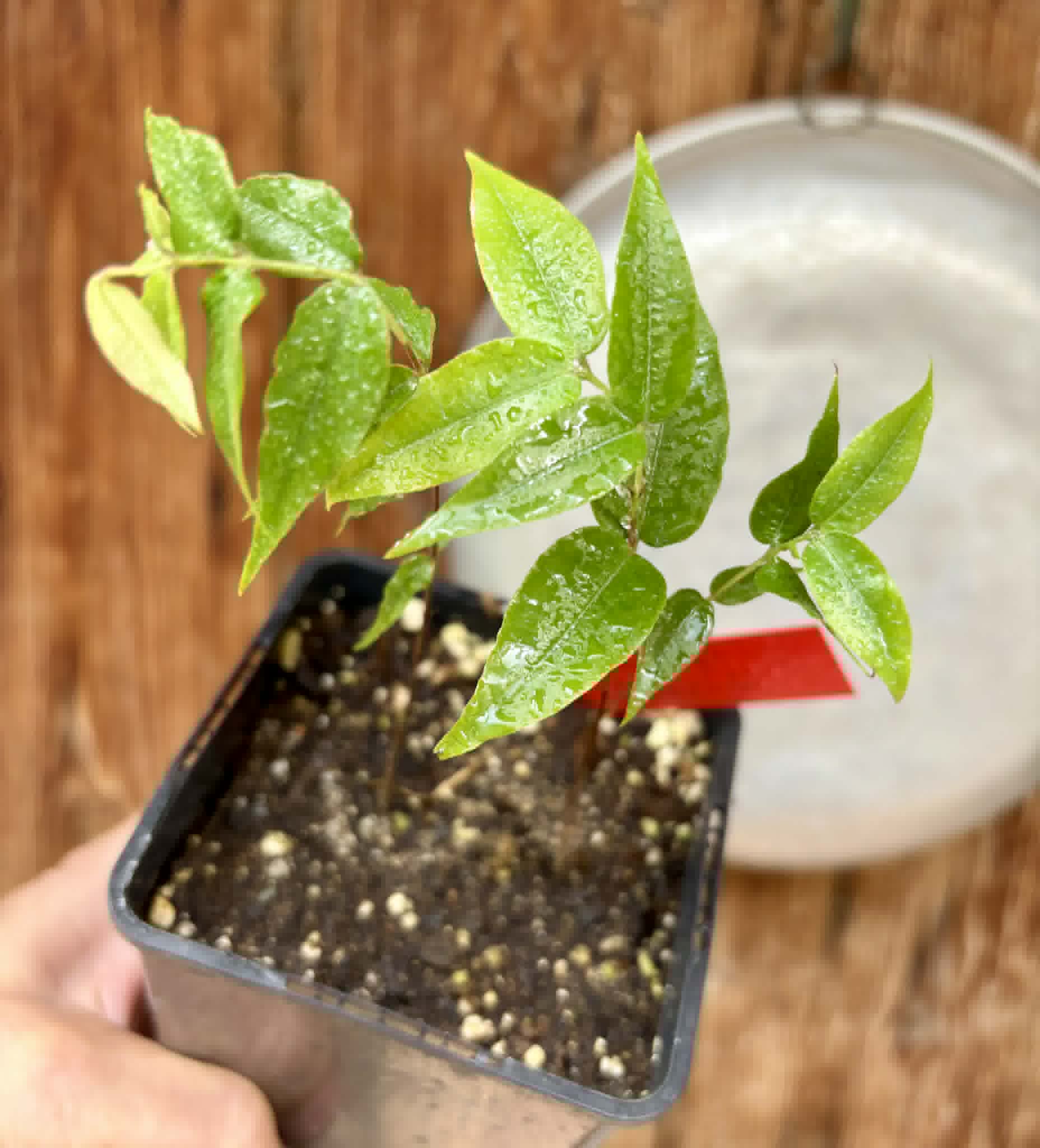 2 in 1 pot - Myrciaria sp Jaboticaba - 2 seedlings in one pot / 2 Sämlinge in einem Topf