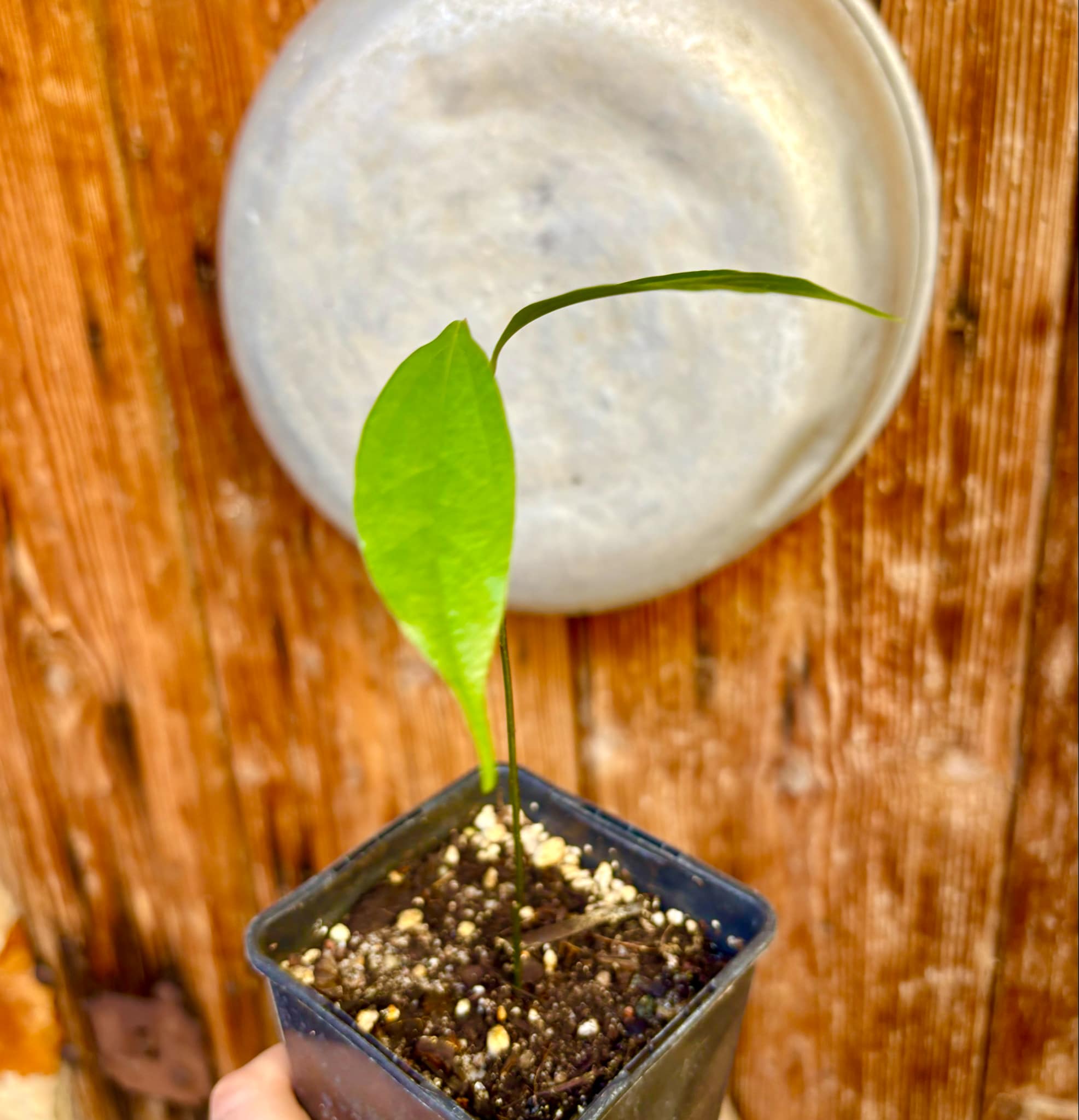 ZIMT - True Cinnamon (Cinnamomum verum) -  1 potted plant / 1 getopfte Pflanze 