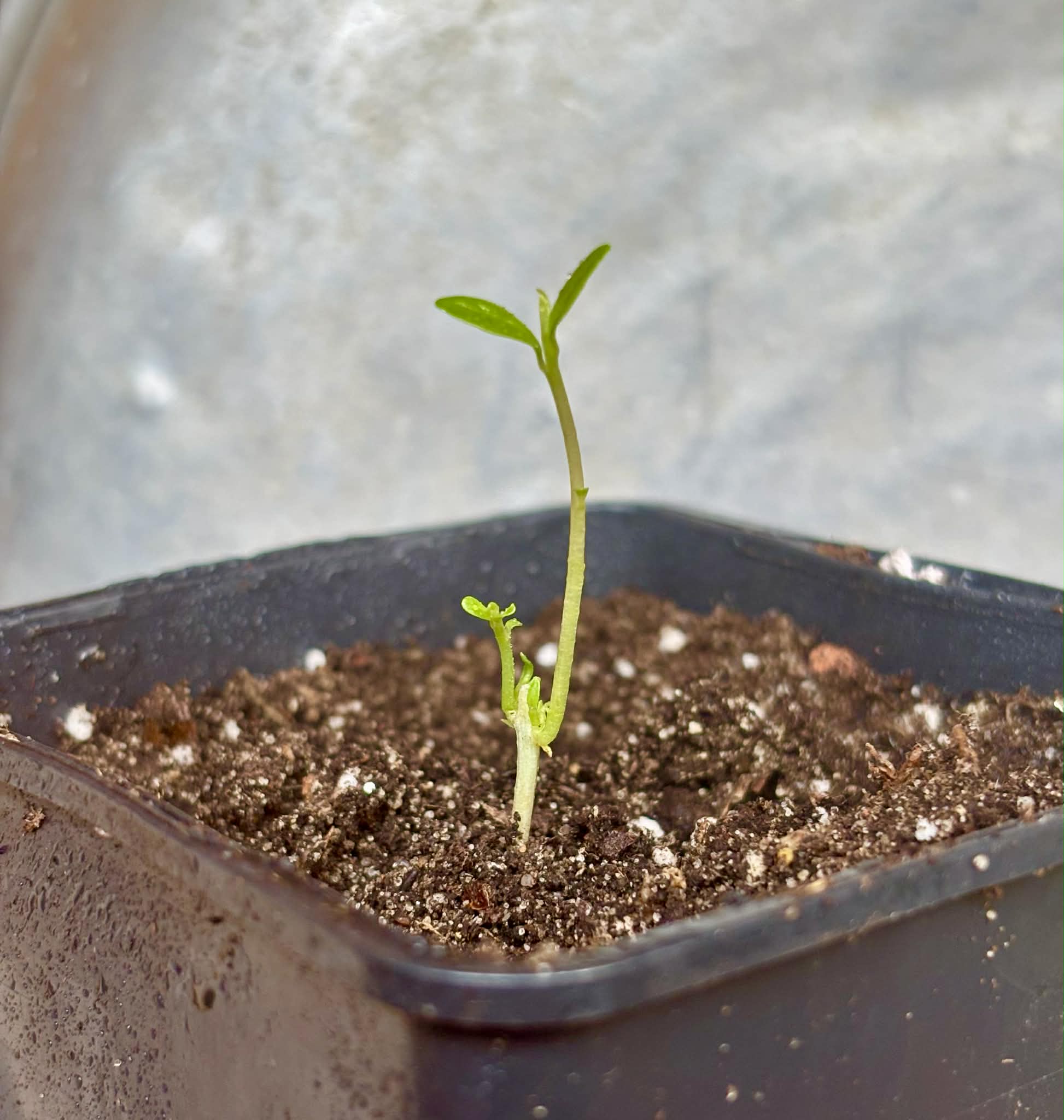 Syzygium cumini var. alba  (White Jambolan) - 1 potted seedling / 1 getopfter Sämling