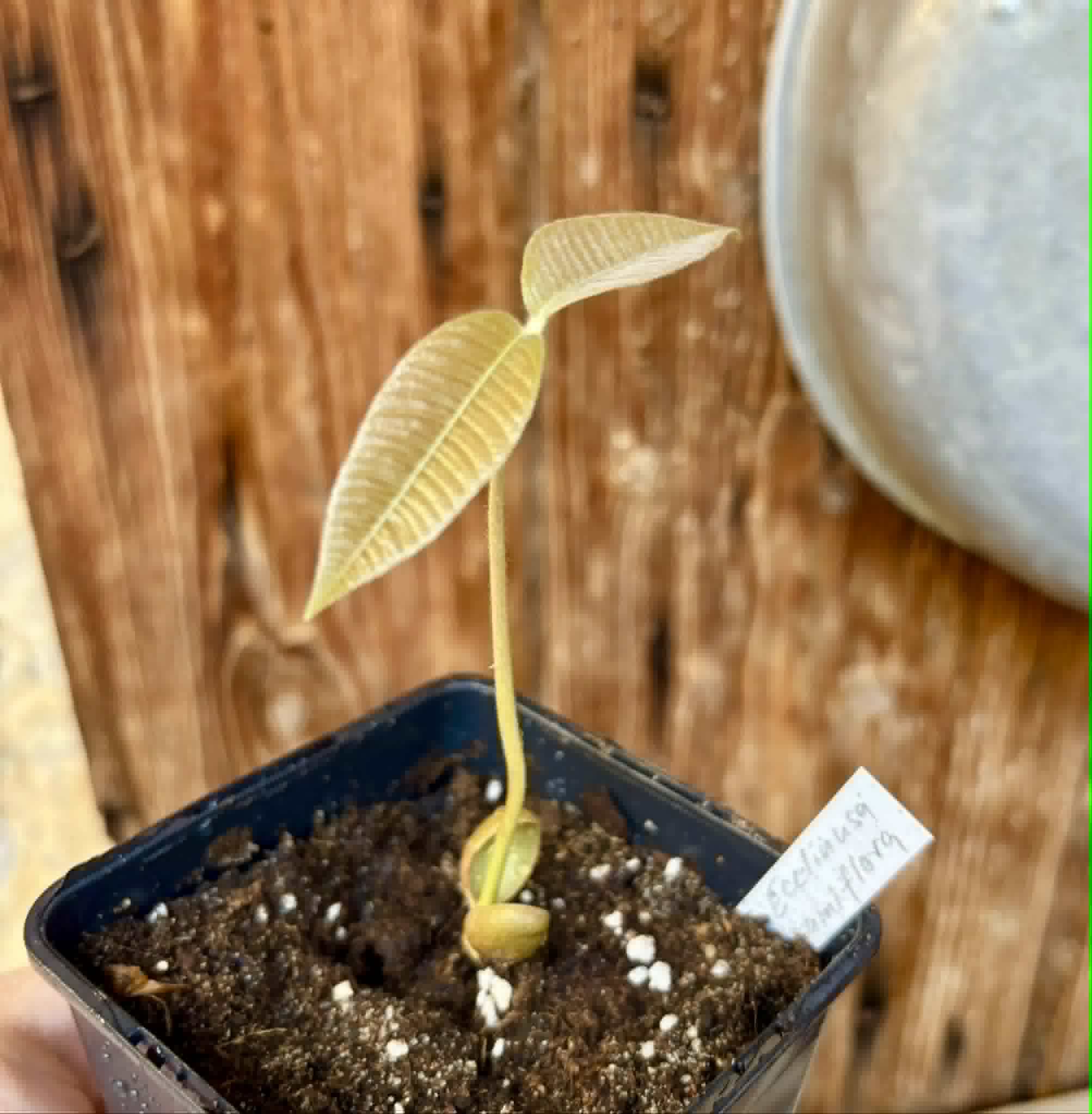 Ecclinusa ramiflora -  1 potted seedling / 1 getopfter Sämling