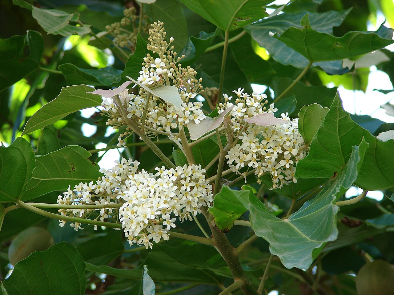 Candlenut (Aleurites moluccanus) -  1 fresh seed / 1 frischer Samen