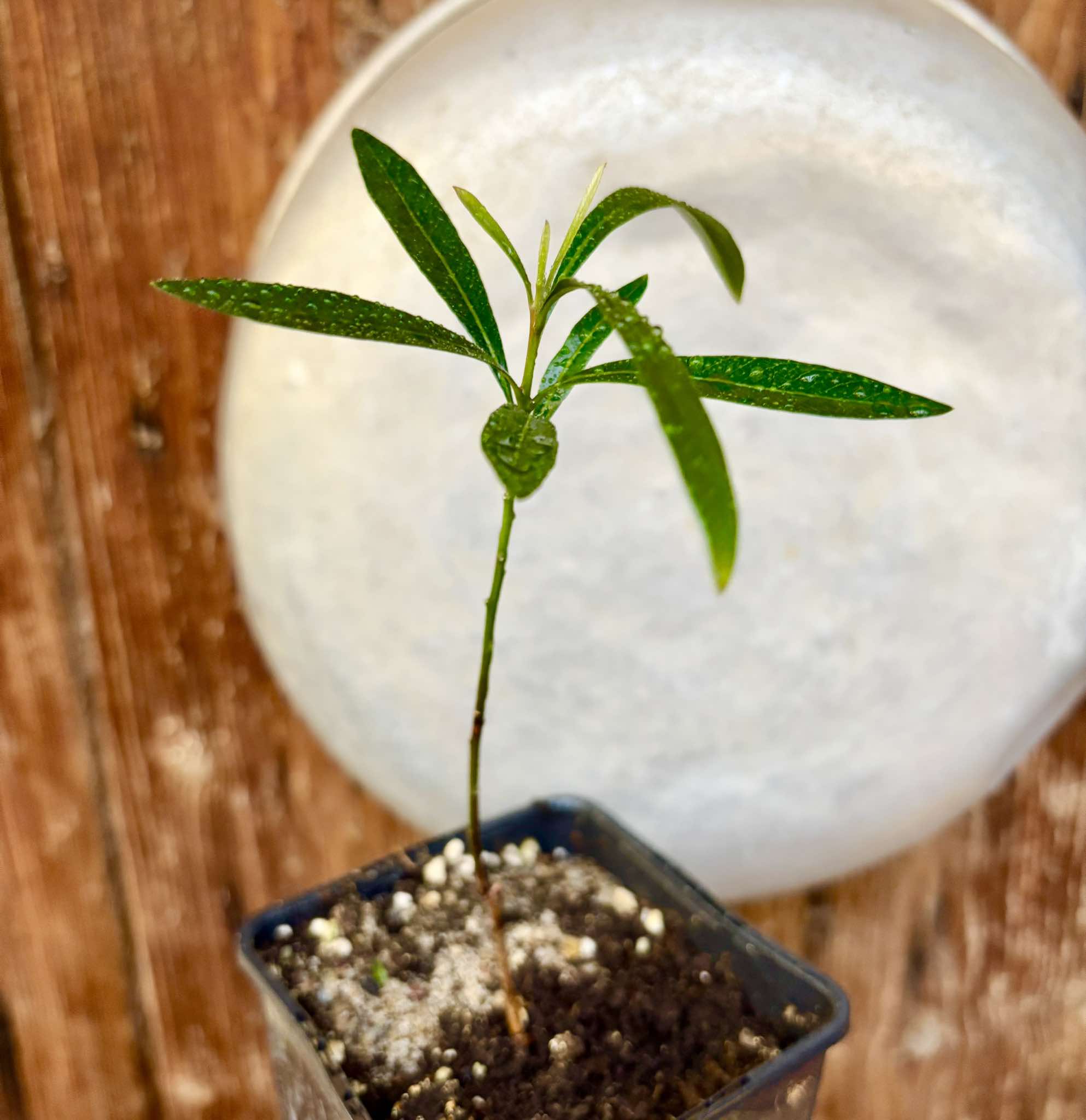 Pouteria salicifolia - 1 potted plant / 1 getopfte Pflanze