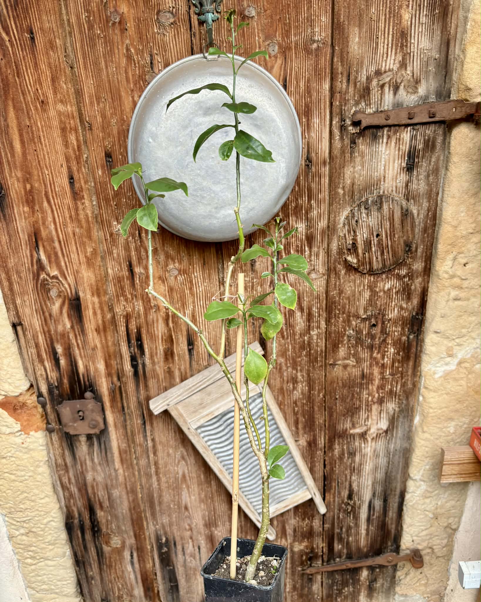 Barbados Gooseberry - Pereskia aculeata- 1 potted plant / 1 getopfte Pflanze