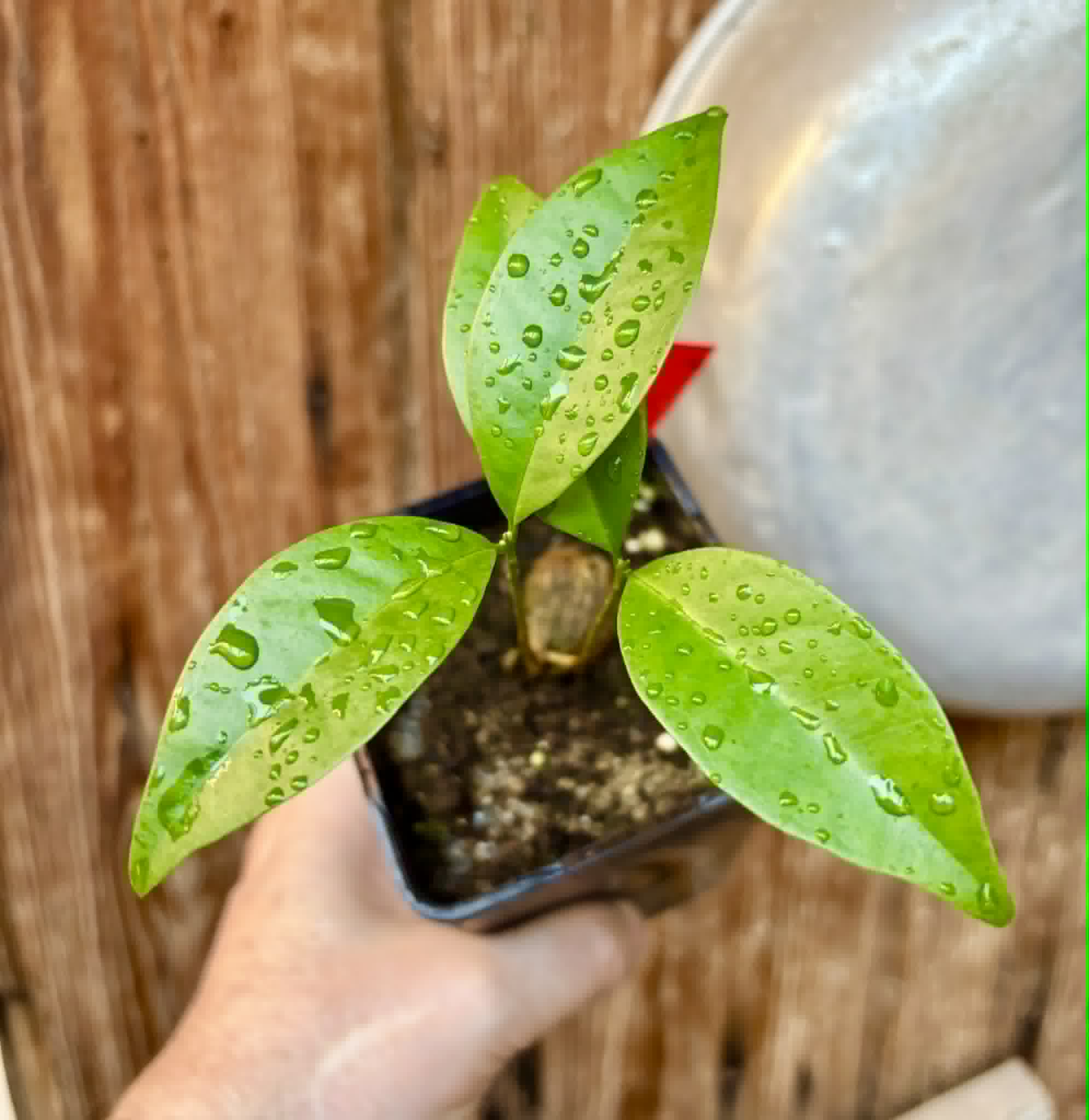 Eugenia sp Itayuba - 1 potted seedling / 1 getopfter Sämling