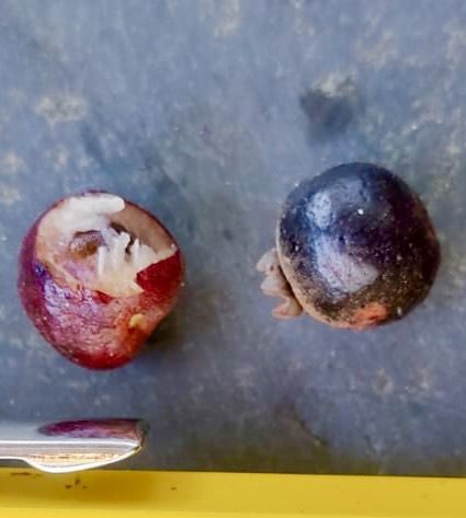 Collection of 5 Myrcia -  5 different potted plants / 5 verschiedene, getopfte Pflanzen