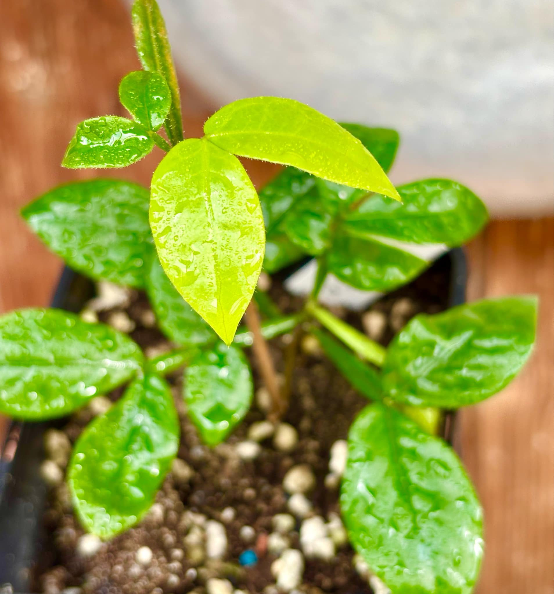 Inga sp Pequena -  1 potted plant / 1 getopfte Pflanze