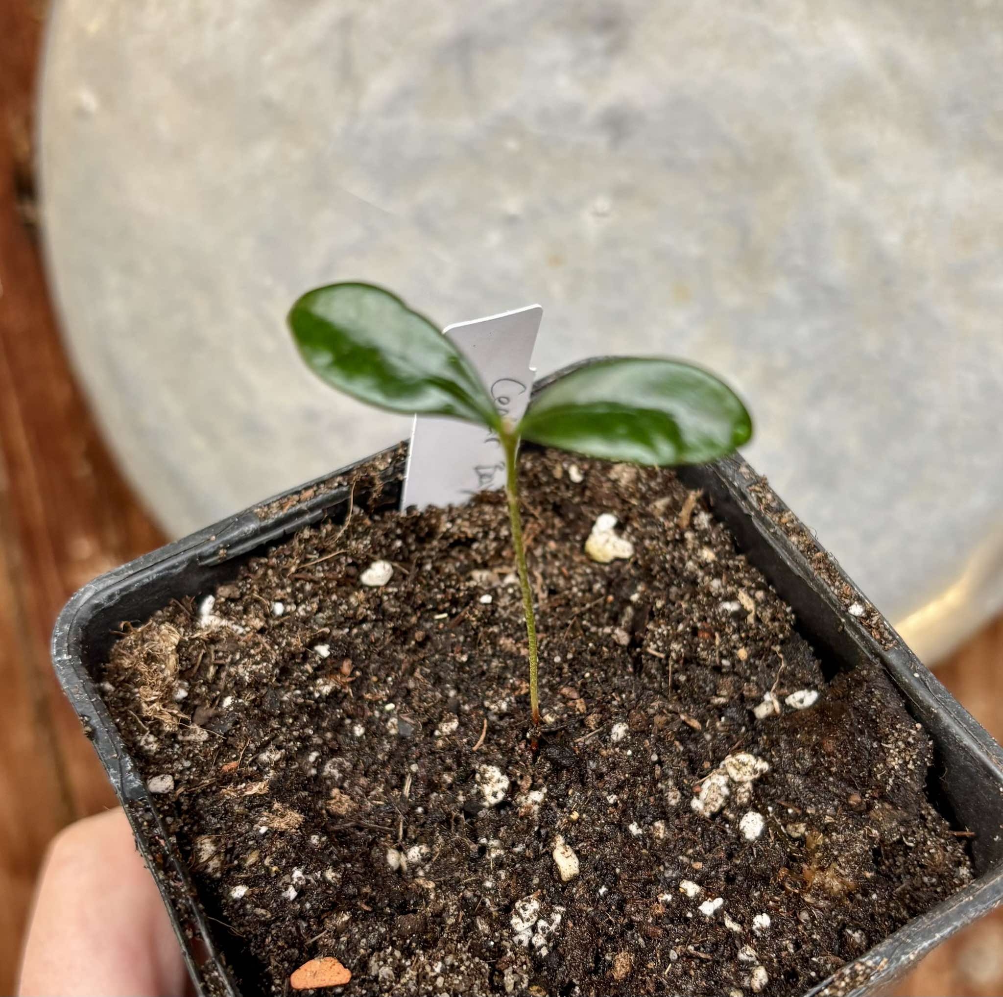 Eugenia reinwardtiana - Cedarbay Cherry -  1 small potted seedling / 1 kleiner, getopfter Sämling