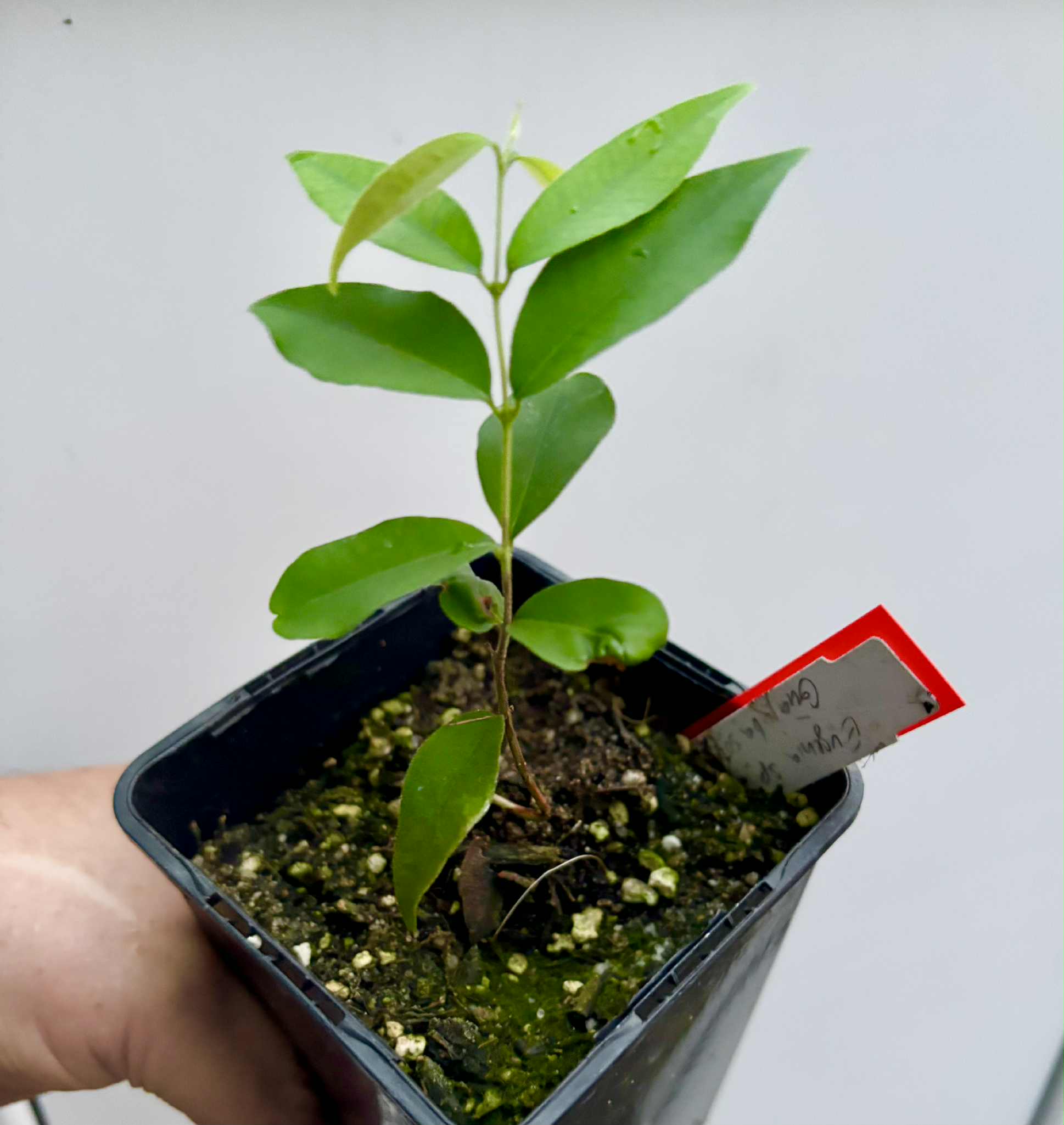 Eugenia sp Guajuba suave -  1 potted seedling / 1 getopfter Sämling